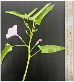 Diversity 17 00063 i014