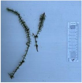 Diversity 17 00063 i016