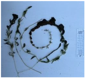 Diversity 17 00063 i017