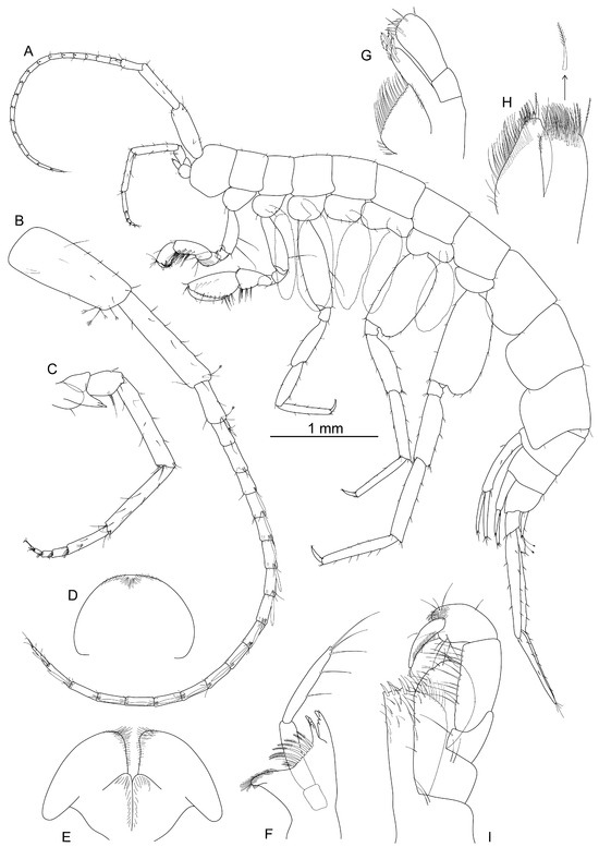 Diversity 17 00084 g003