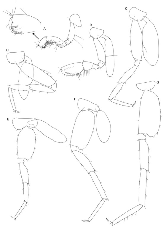 Diversity 17 00084 g004