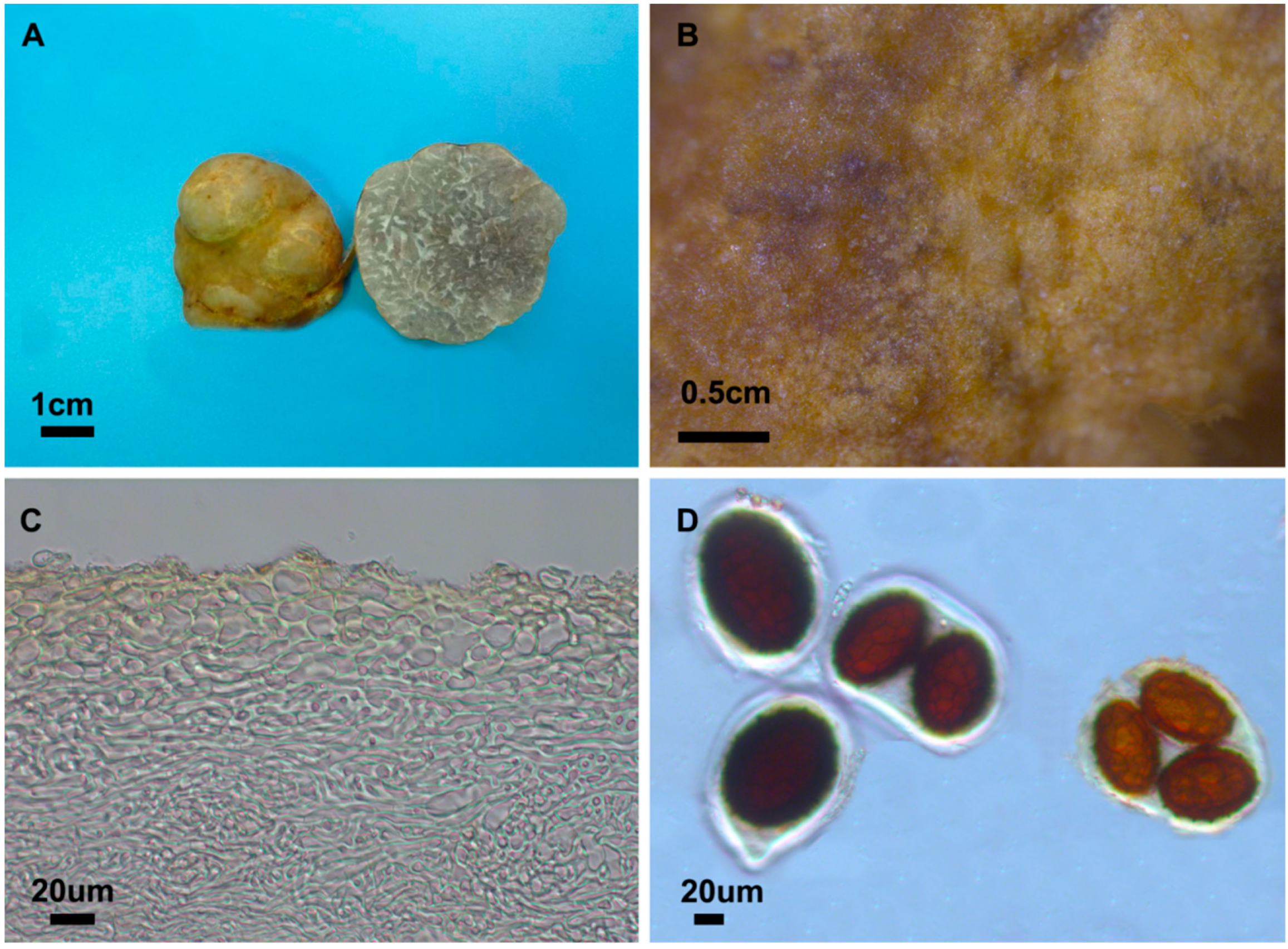 Diversity 17 00092 g001