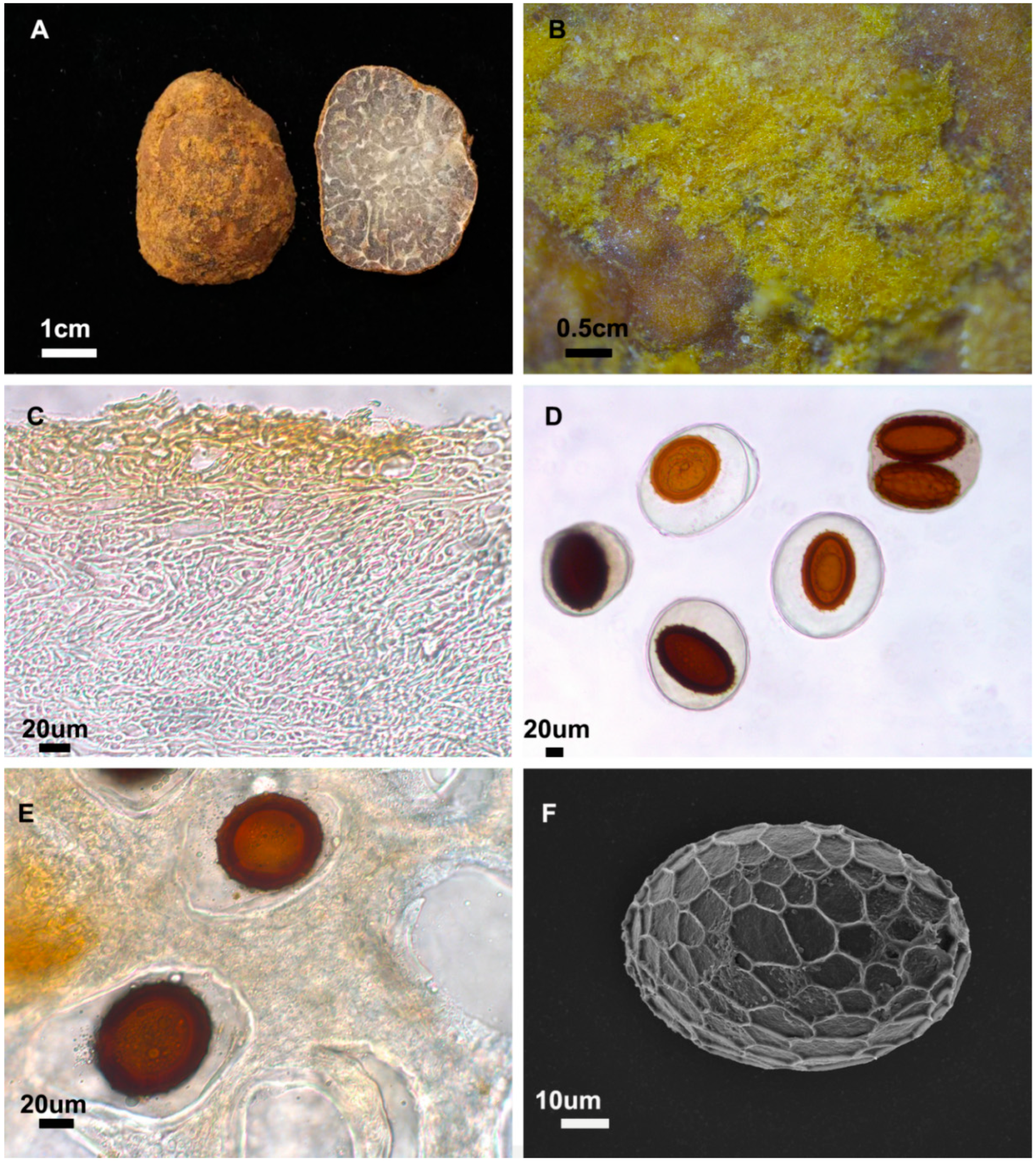 Diversity 17 00092 g002