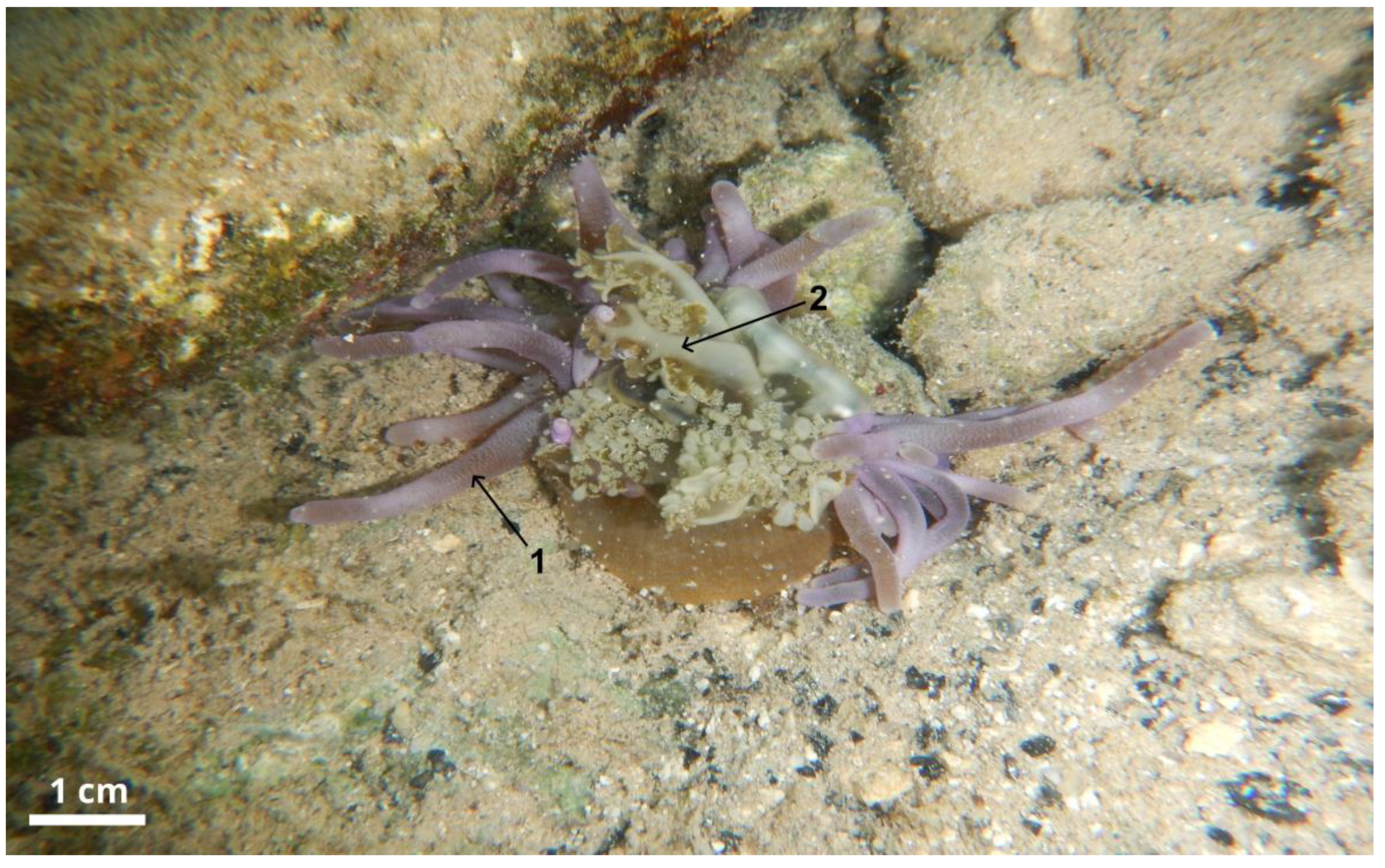 Diversity 17 00111 g001