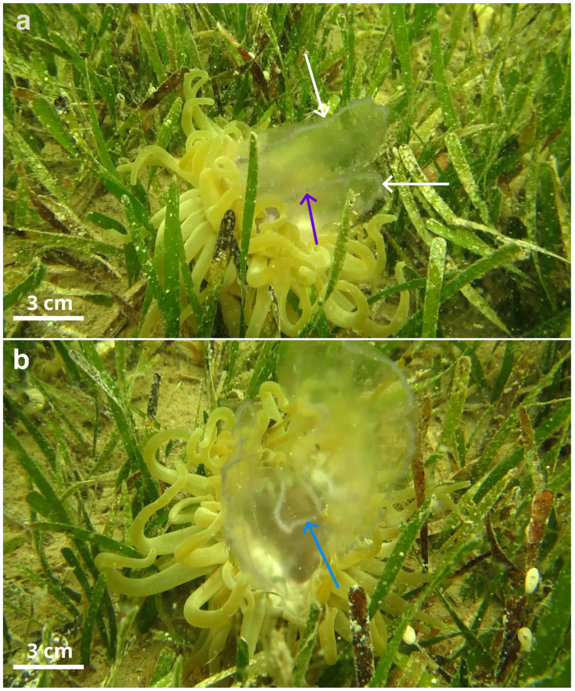 Diversity 17 00111 g002