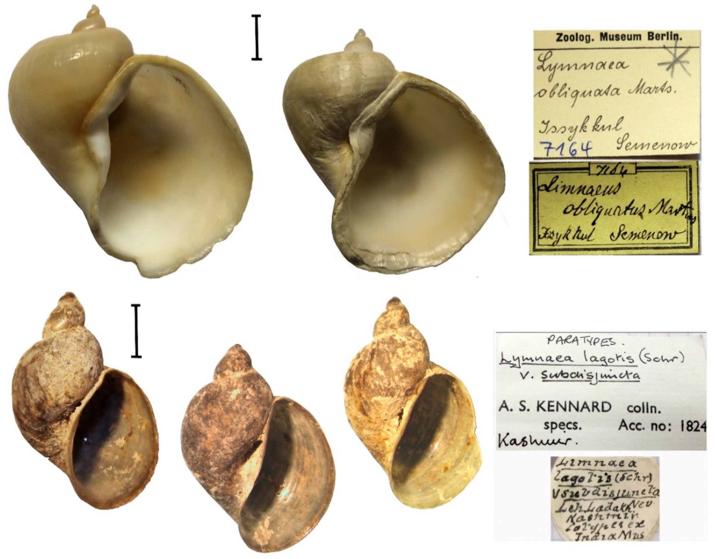 Diversity 17 00112 g002