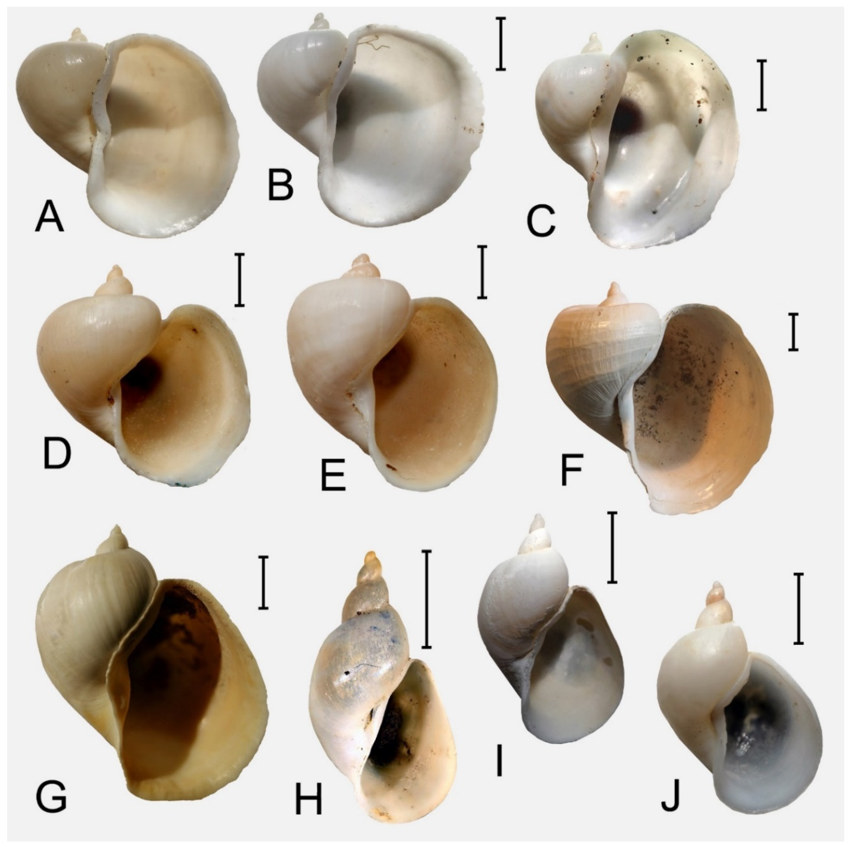 Diversity 17 00112 g005