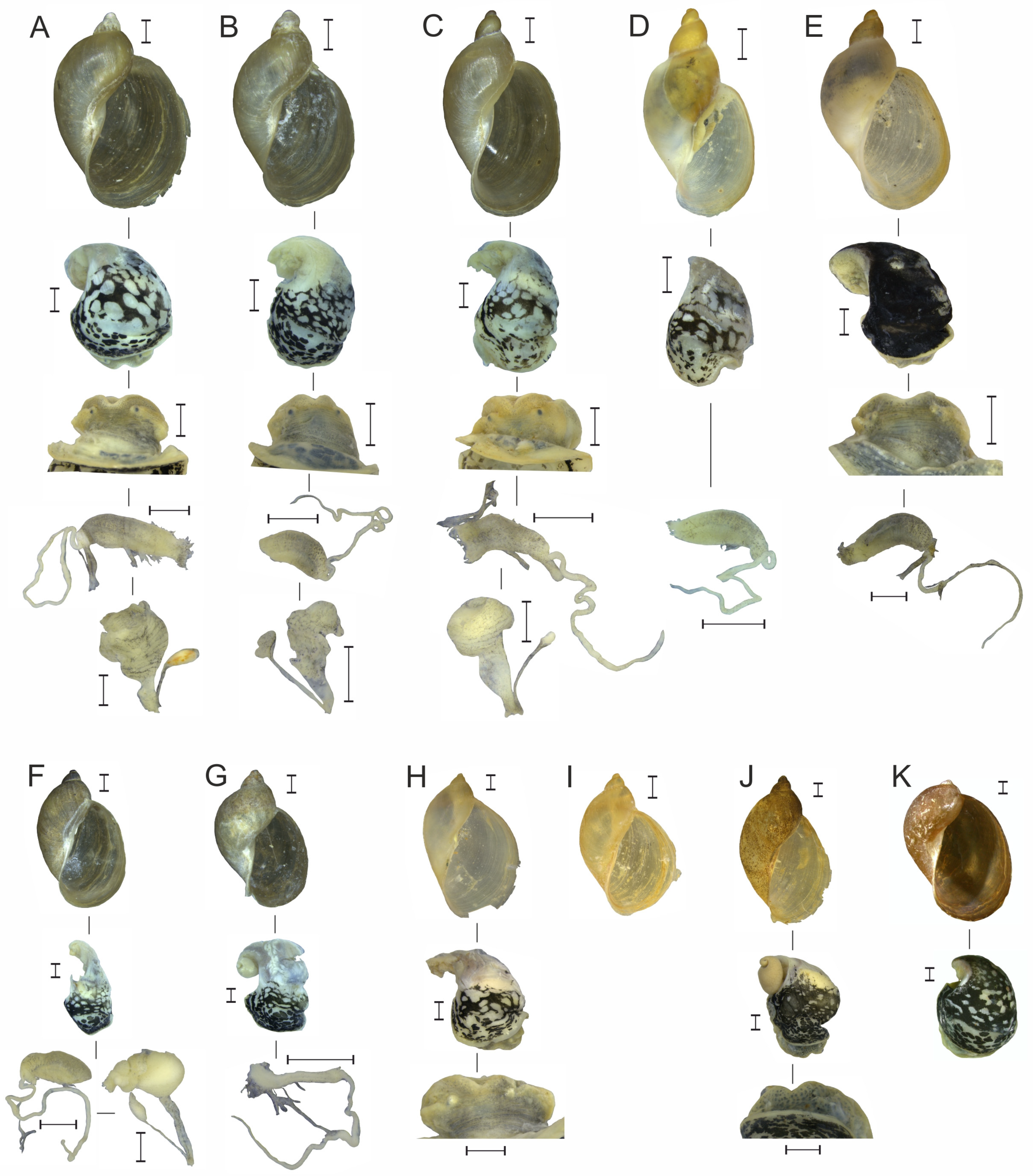 Diversity 17 00112 g006