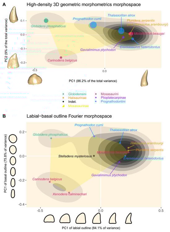 Diversity 17 00114 g004