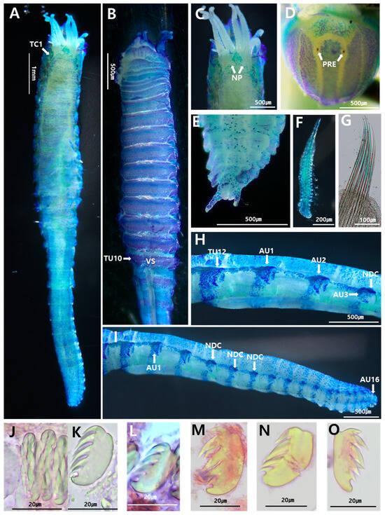 Diversity 17 00122 g003