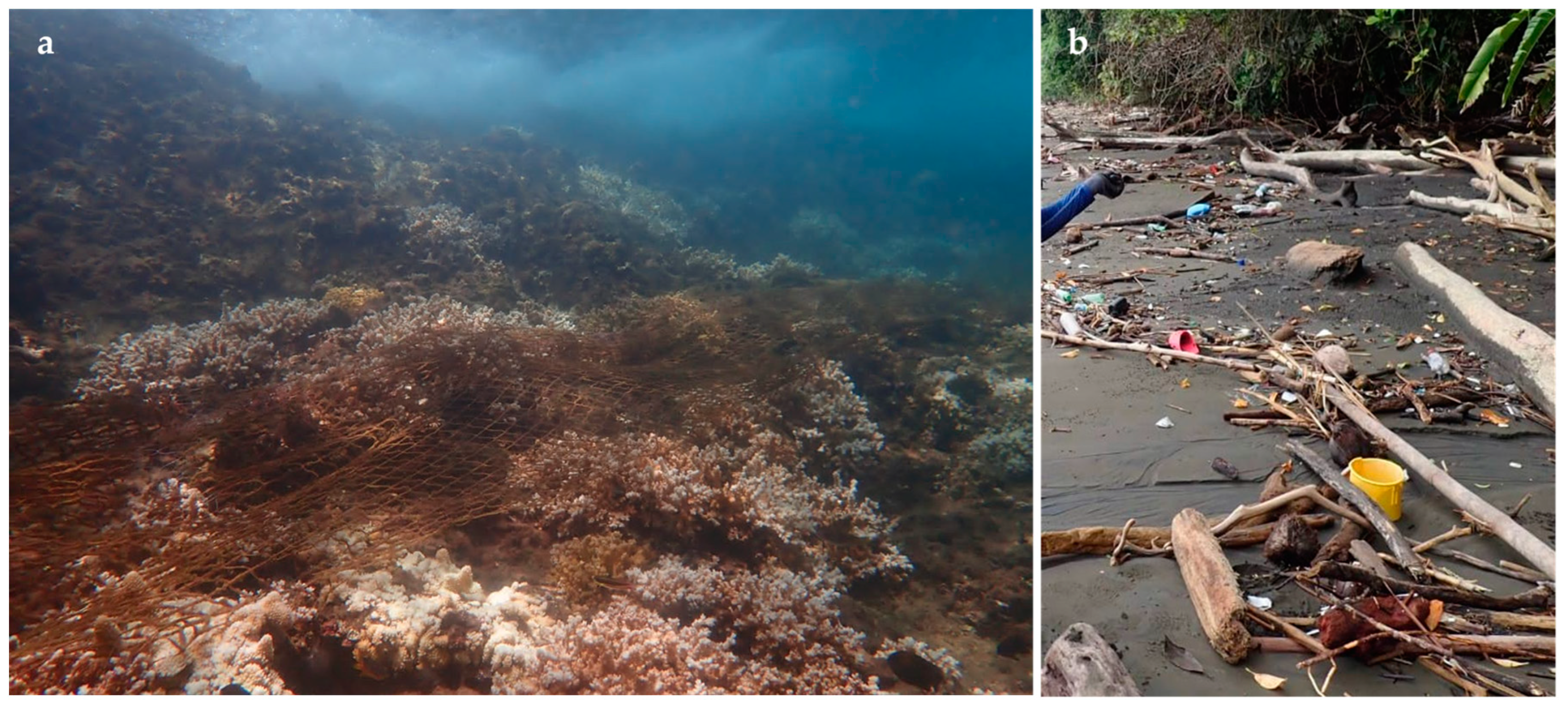 Diversity 17 00124 g006