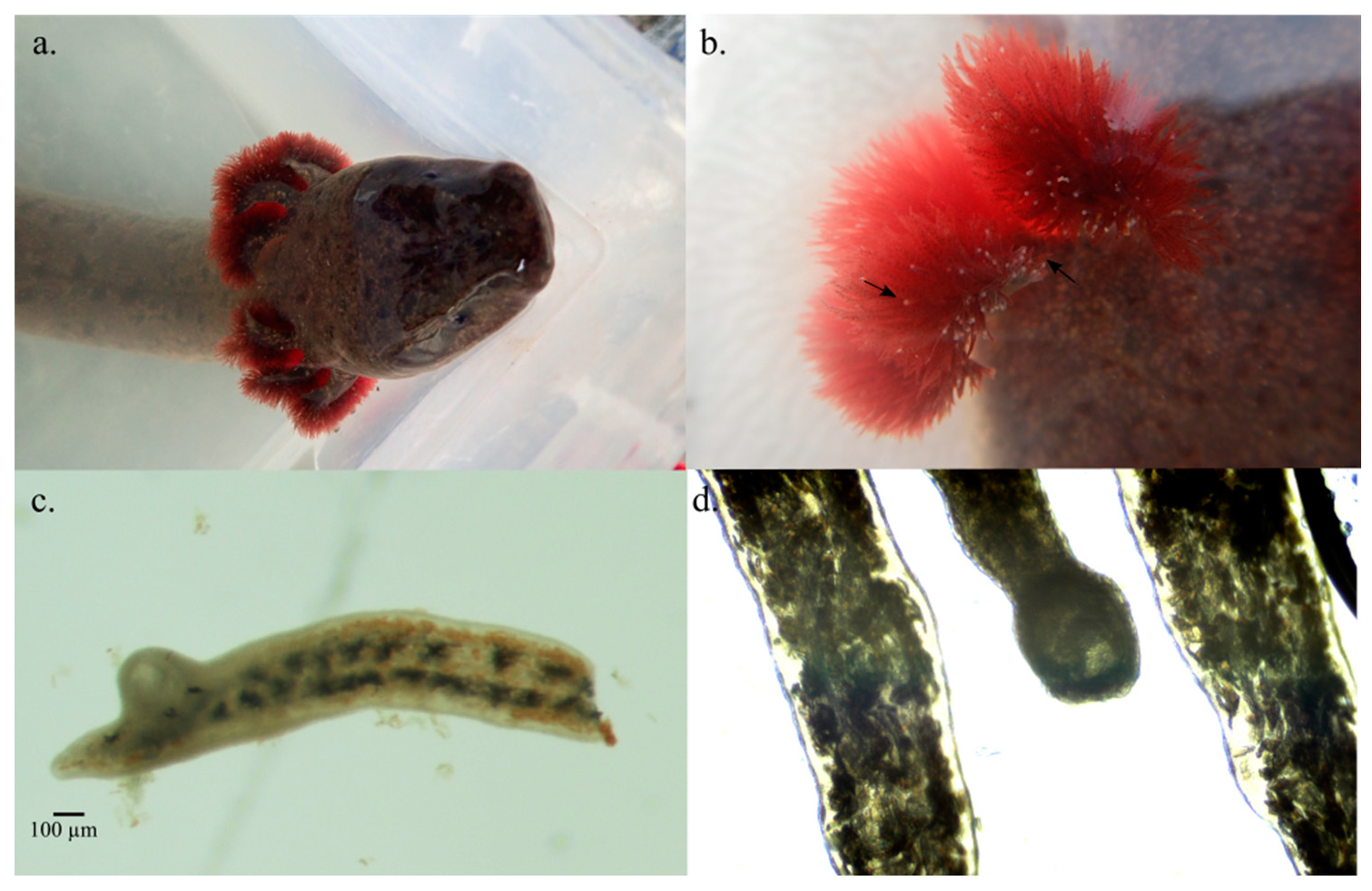 Diversity 17 00133 g005 Diversity 17 00133 g005