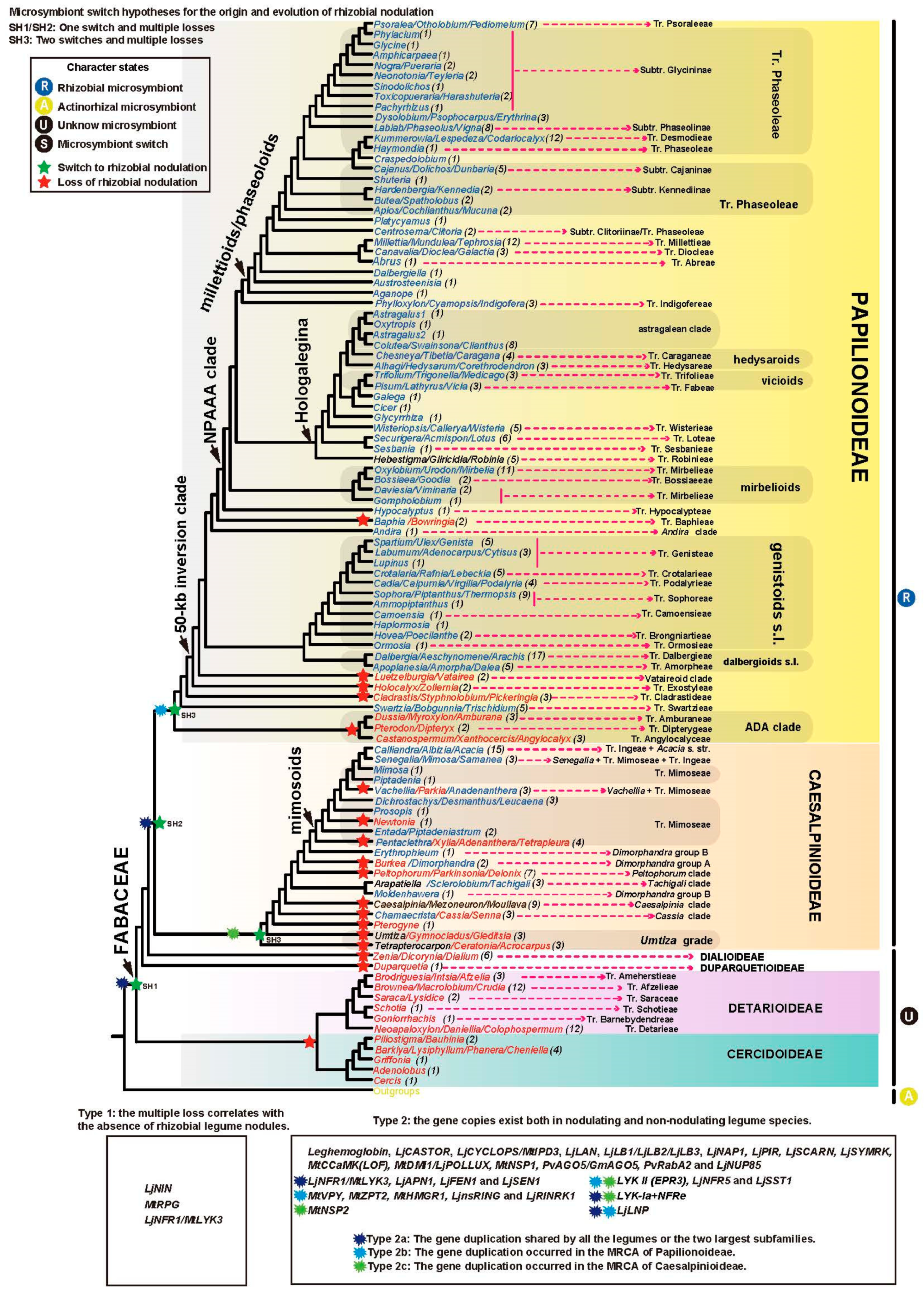 Diversity 17 00136 g004