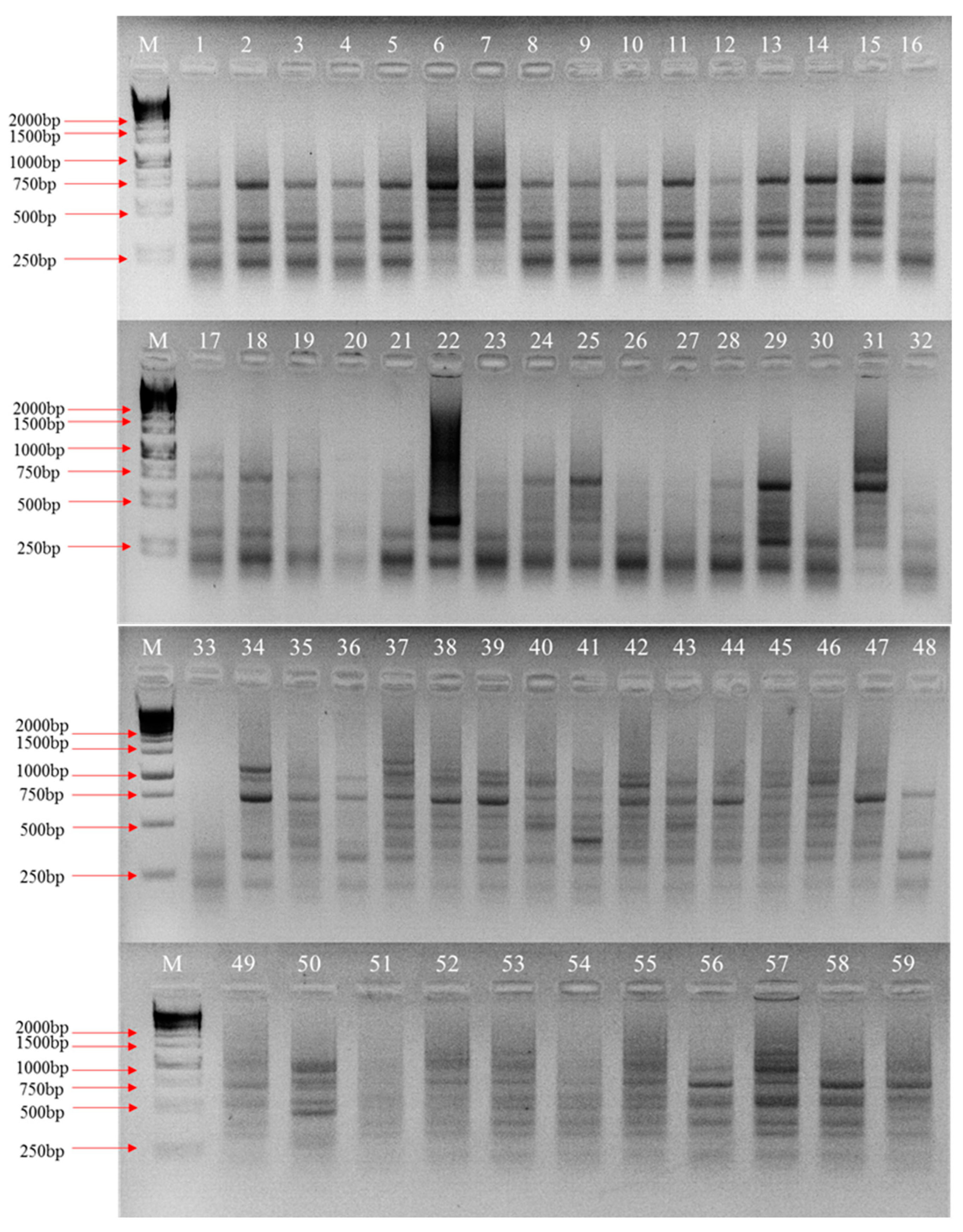 Diversity 17 00151 g002