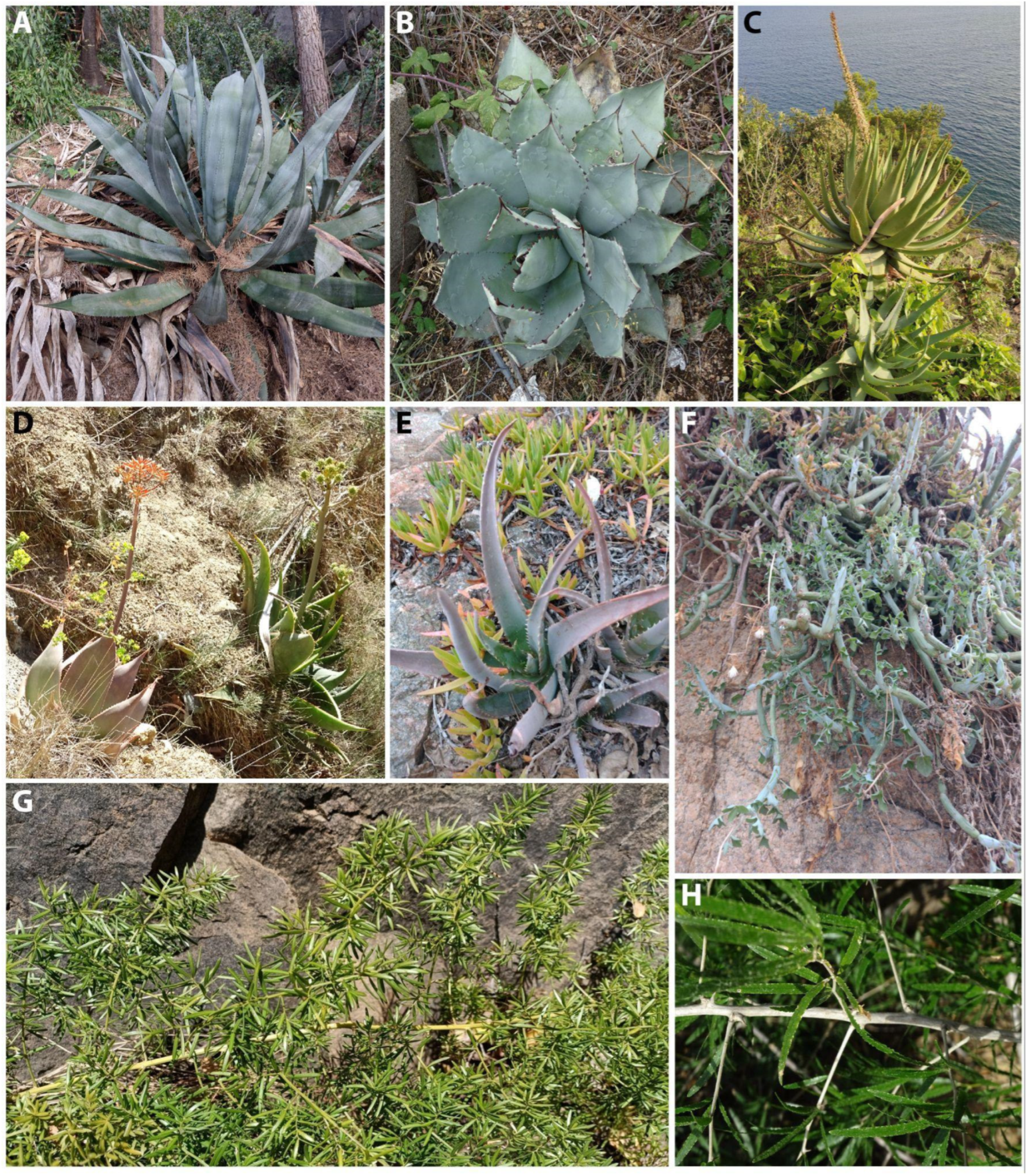 Diversity 17 00160 g002