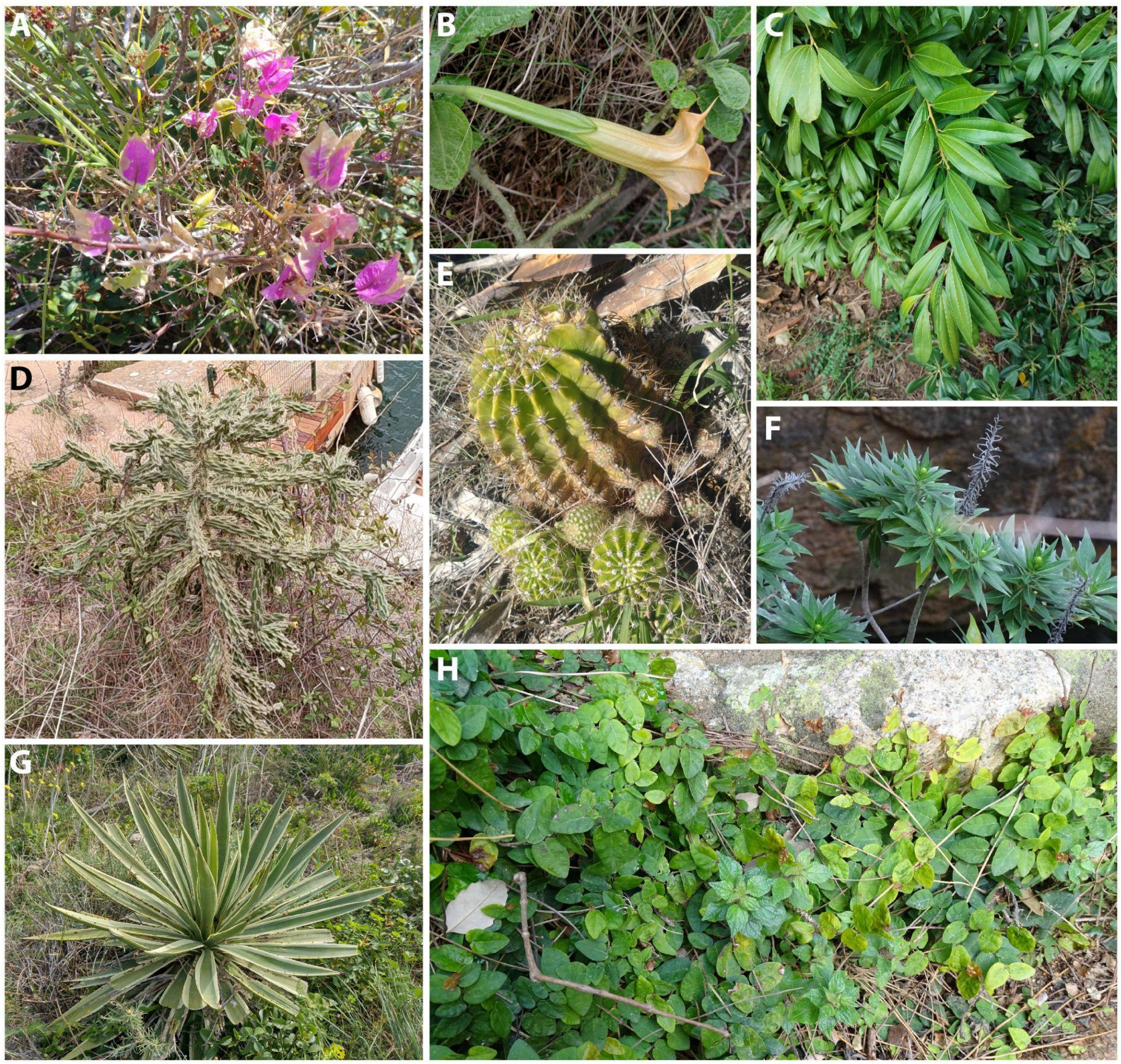 Diversity 17 00160 g003