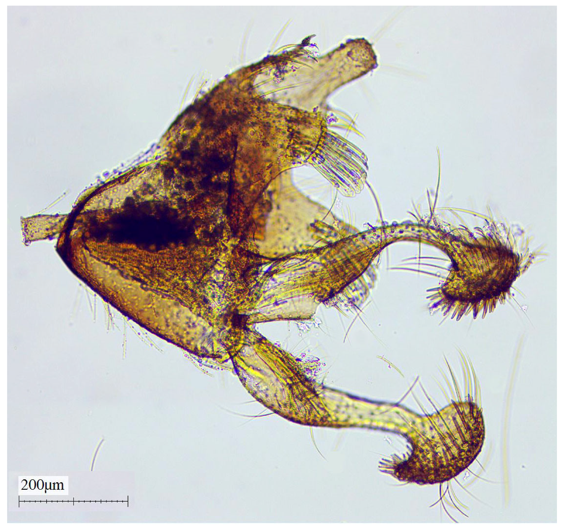 Diversity 17 00169 g002