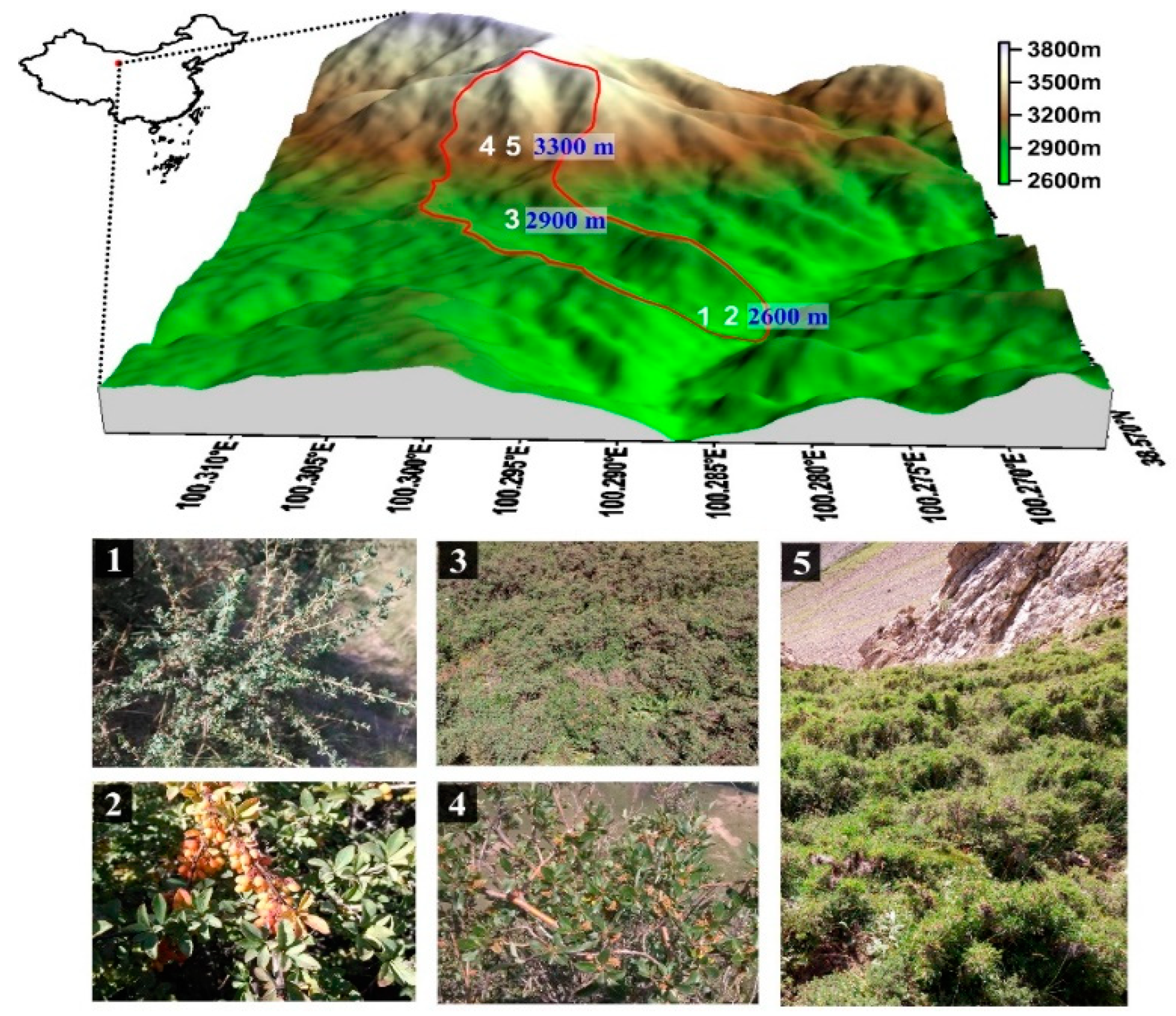 Diversity 17 00175 g002