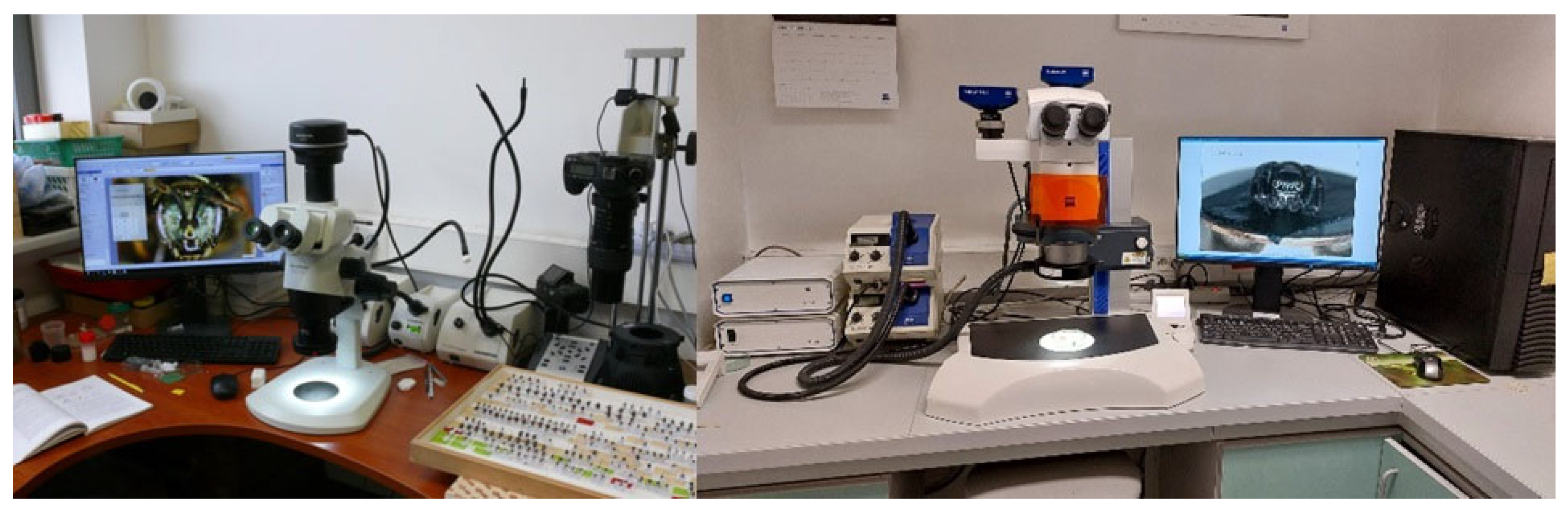 Diversity 17 00211 g003