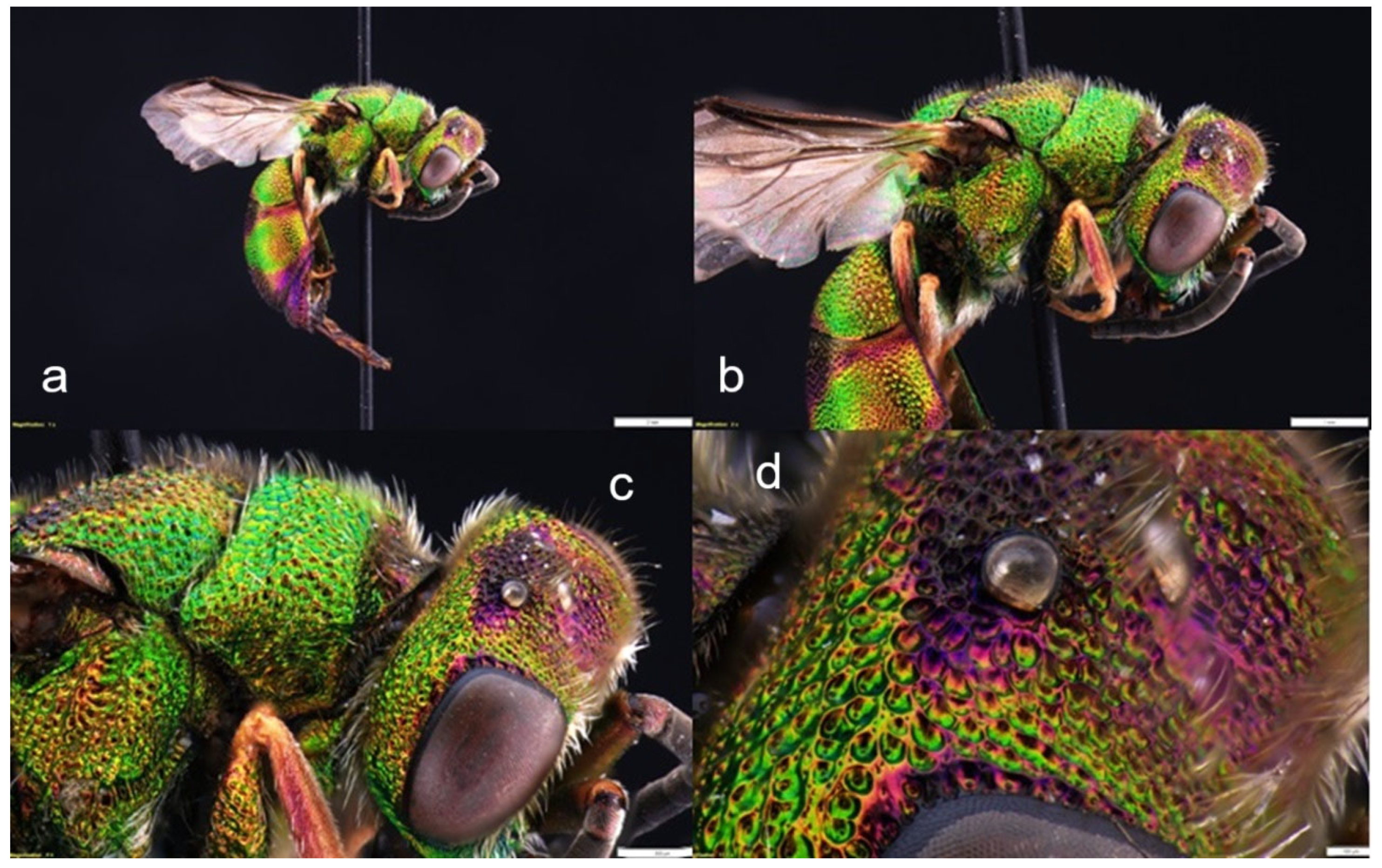 Diversity 17 00211 g004