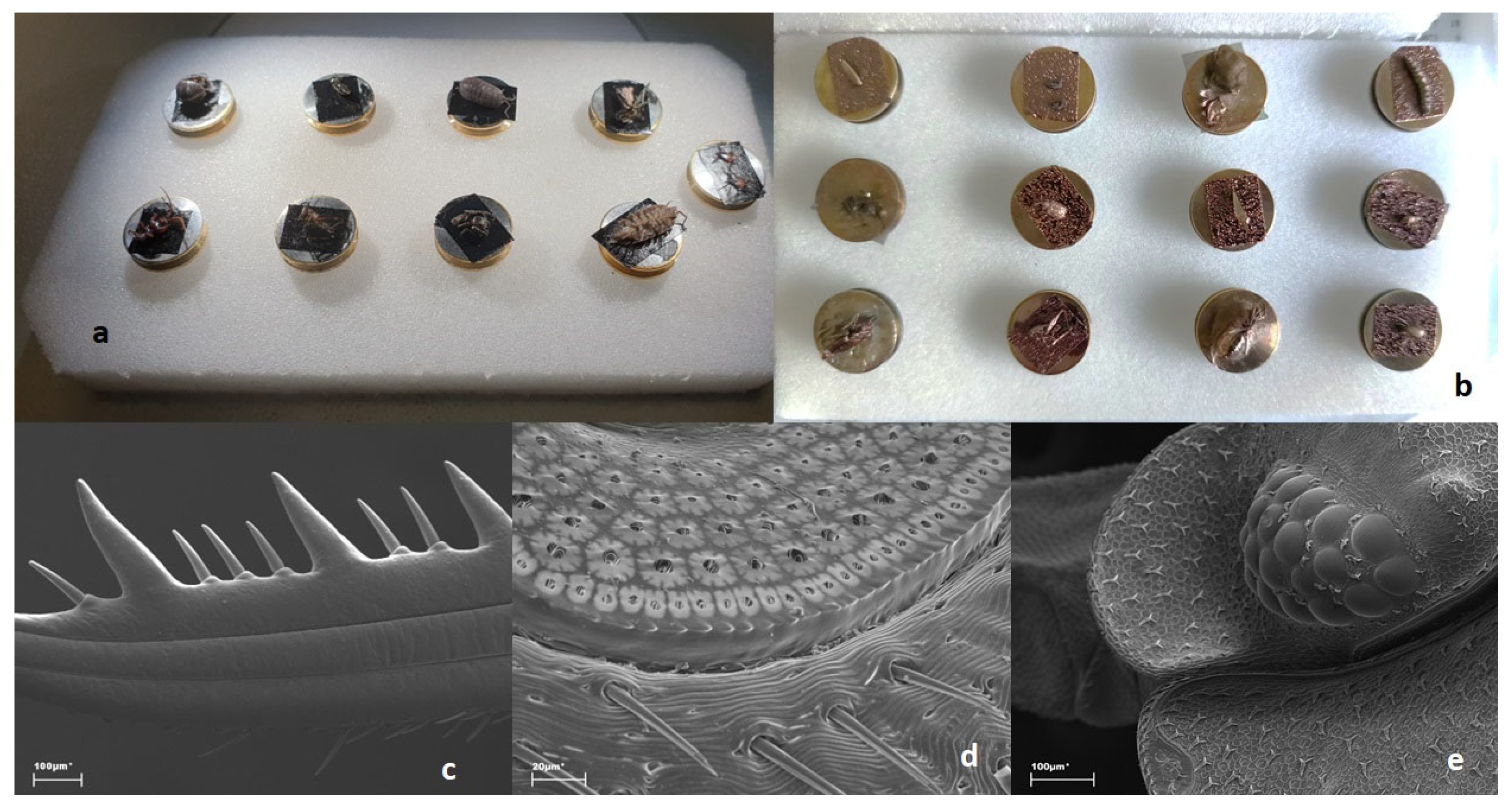 Diversity 17 00211 g005