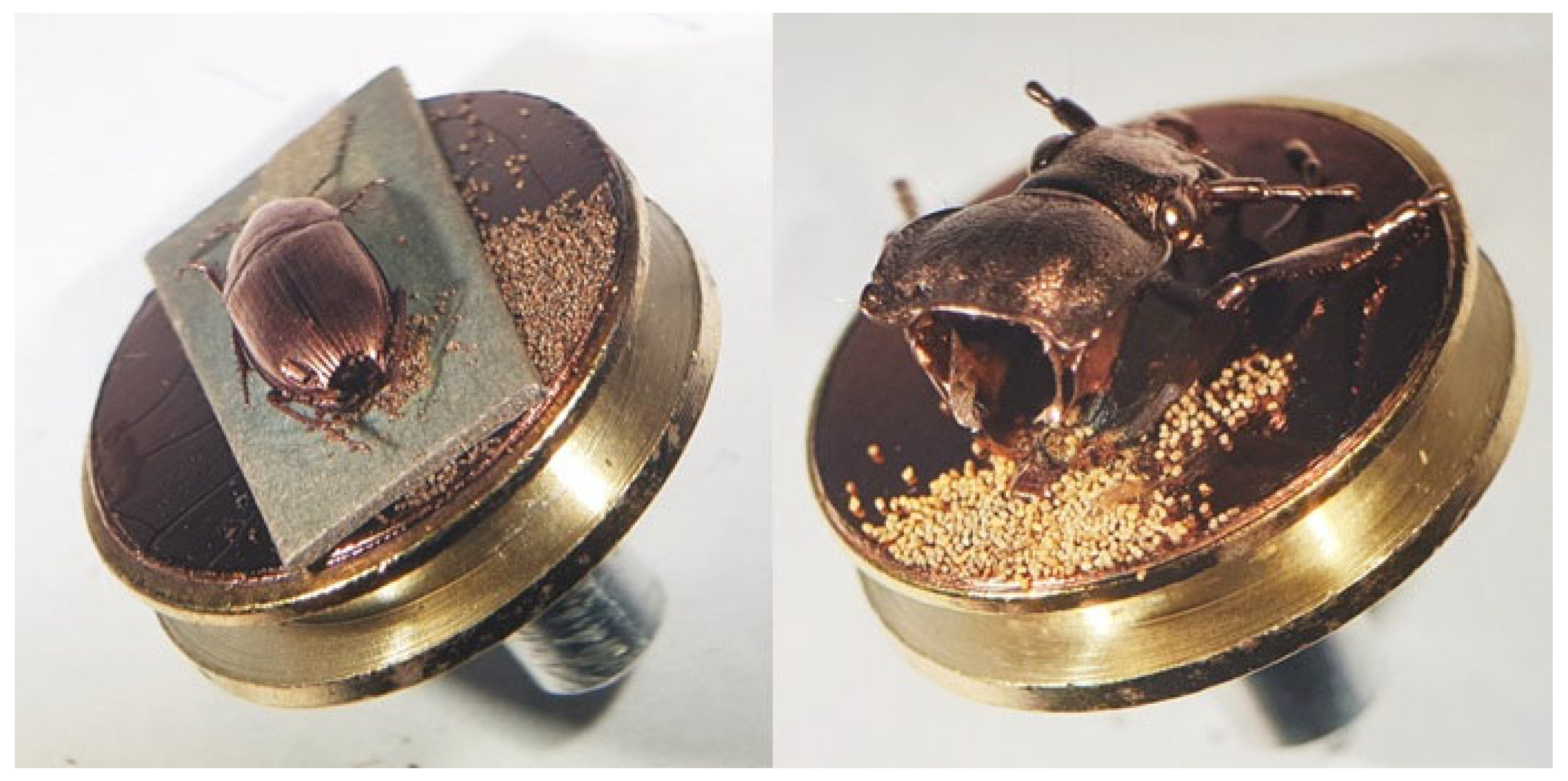 Diversity 17 00211 g008