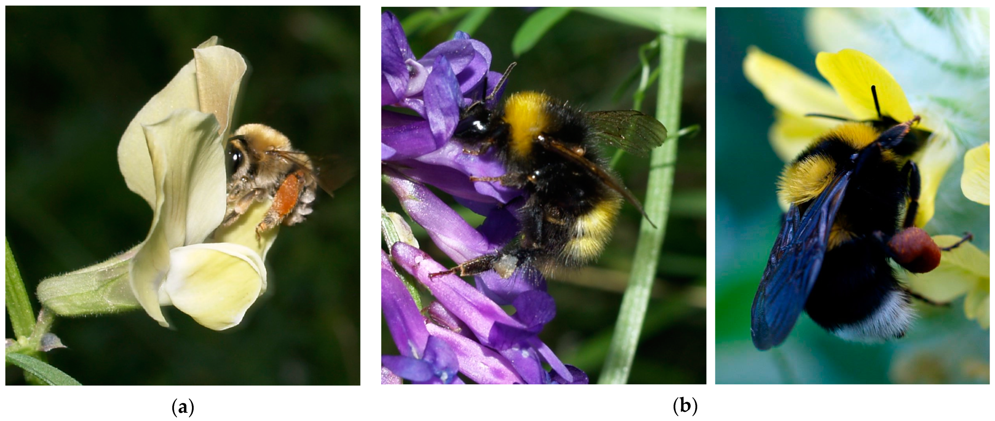 Diversity 17 00214 g005