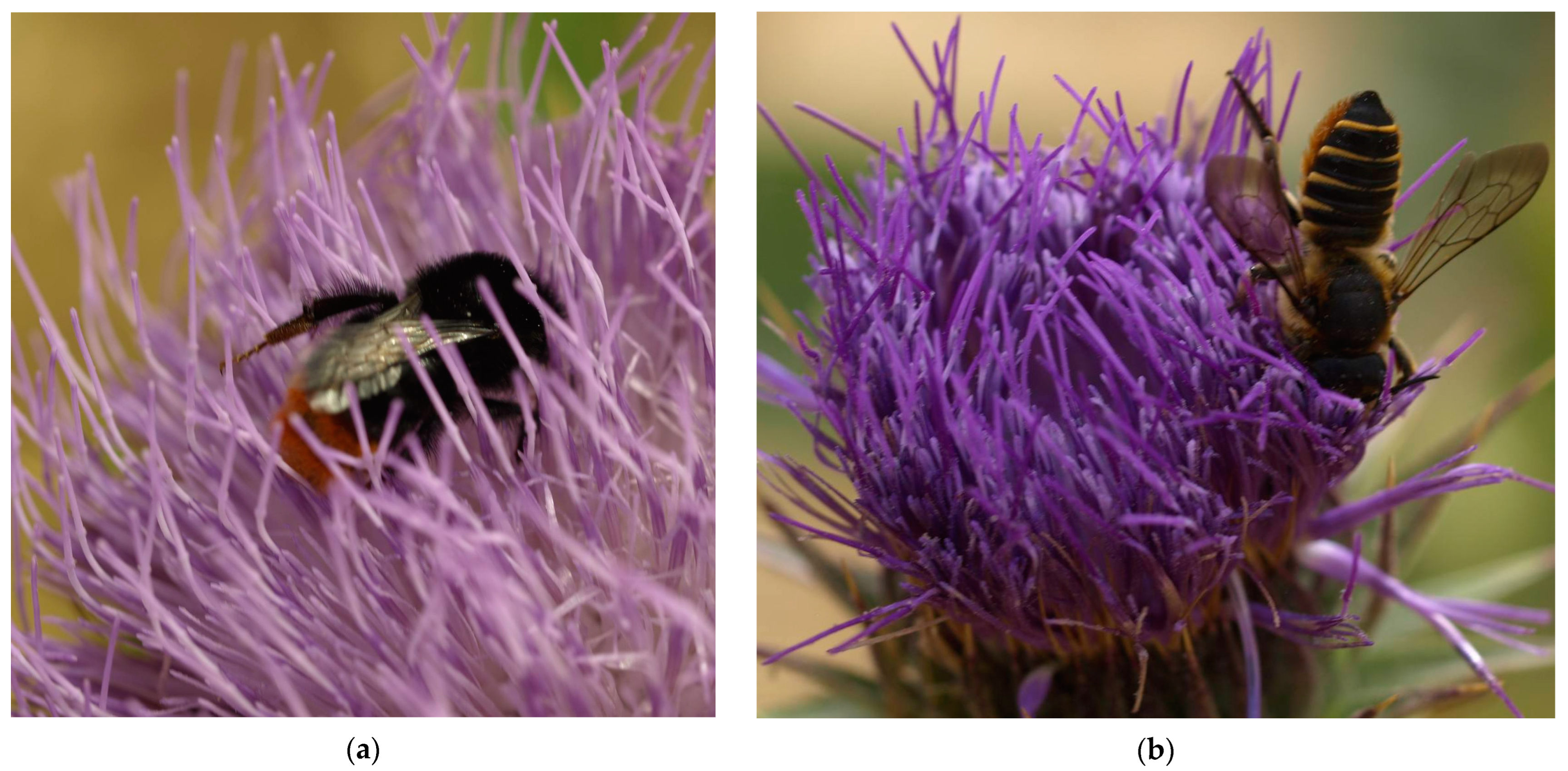 Diversity 17 00214 g006