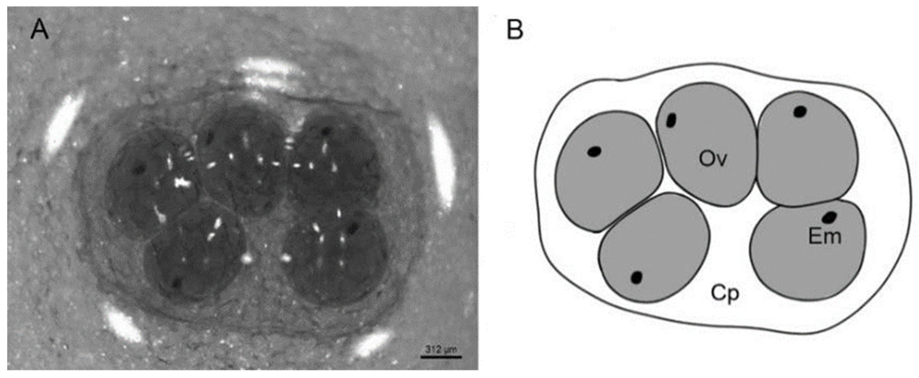 Diversity 17 00227 g002