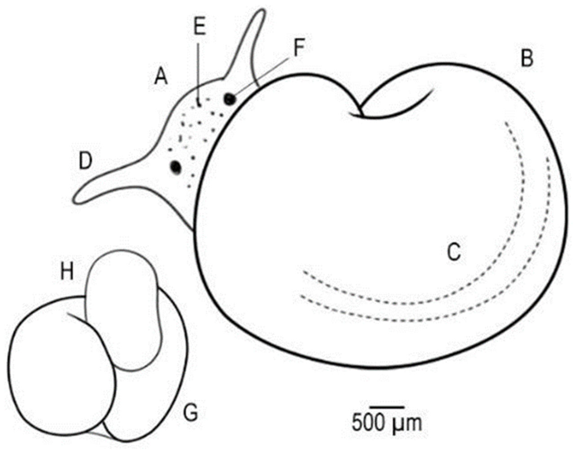 Diversity 17 00227 g004