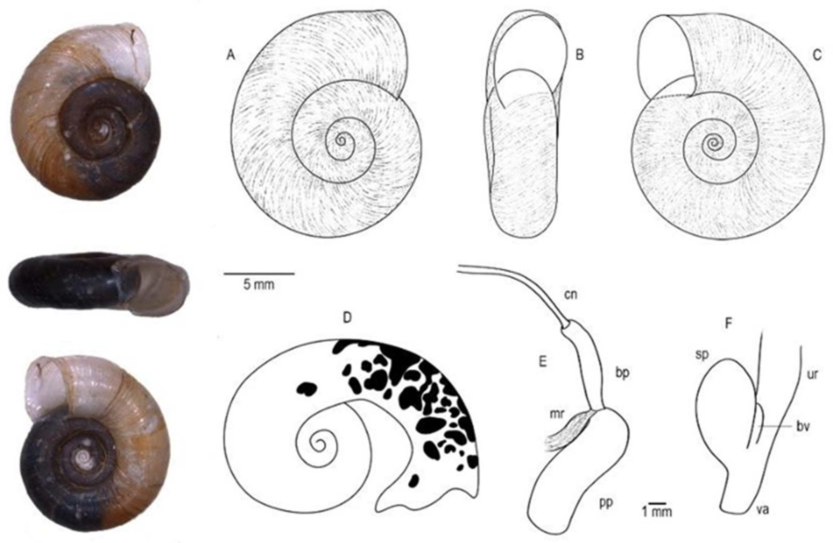 Diversity 17 00227 g006