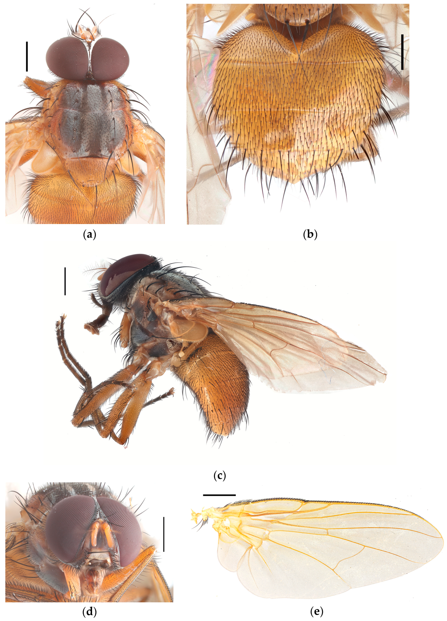 Diversity 17 00232 g001