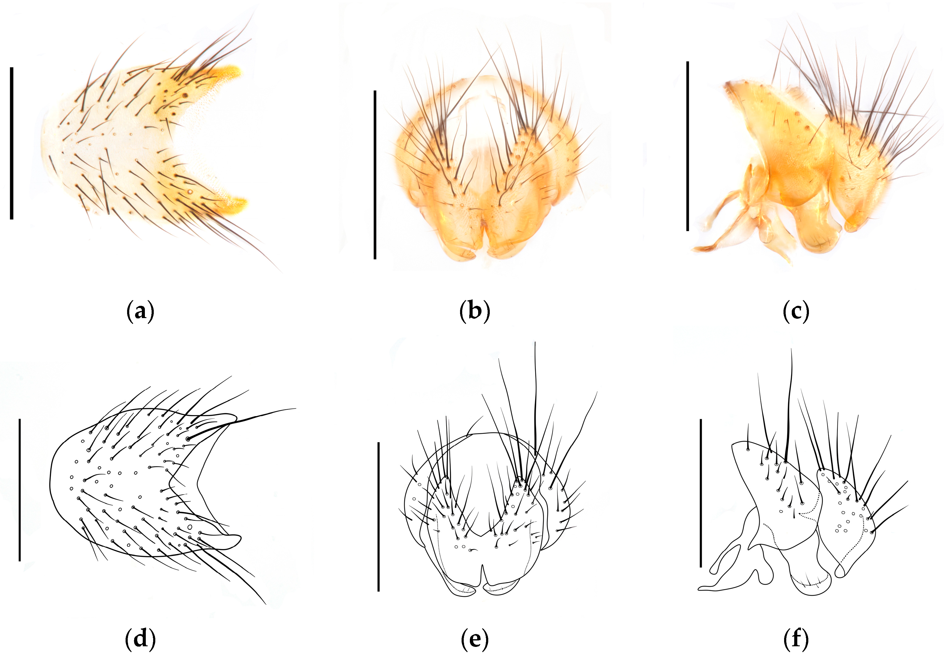 Diversity 17 00232 g002
