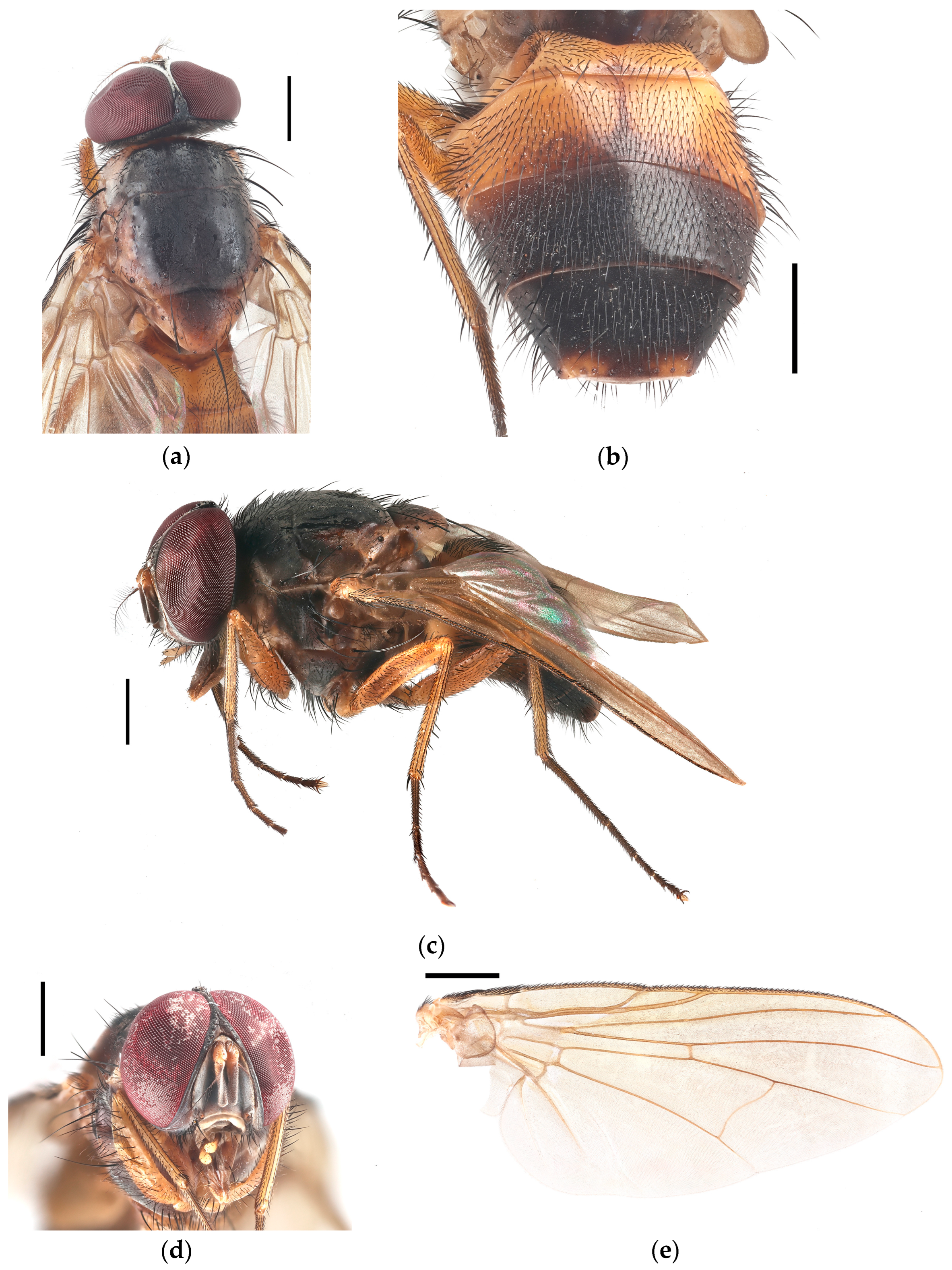 Diversity 17 00232 g003