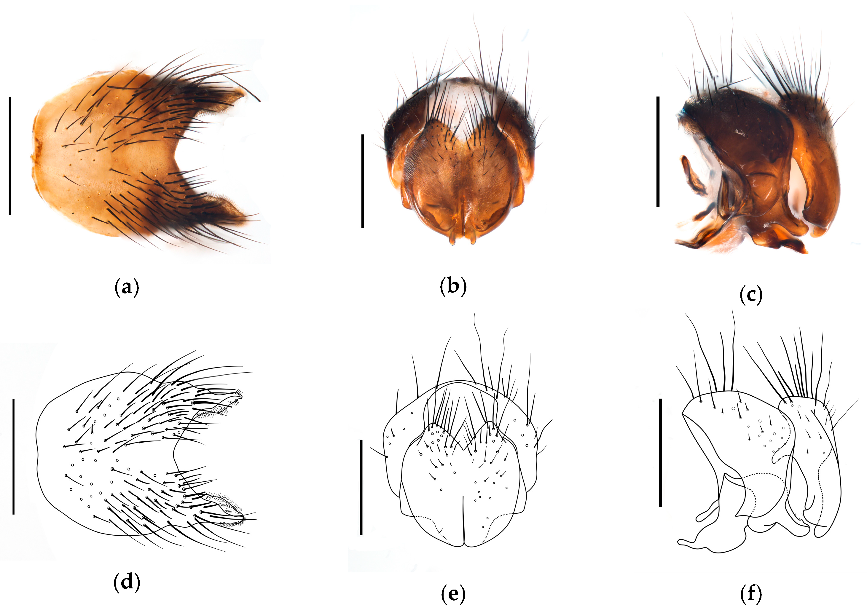 Diversity 17 00232 g004