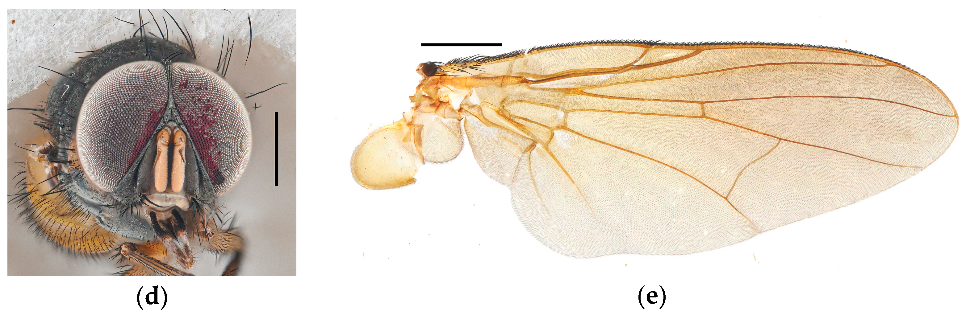 Diversity 17 00232 g005b