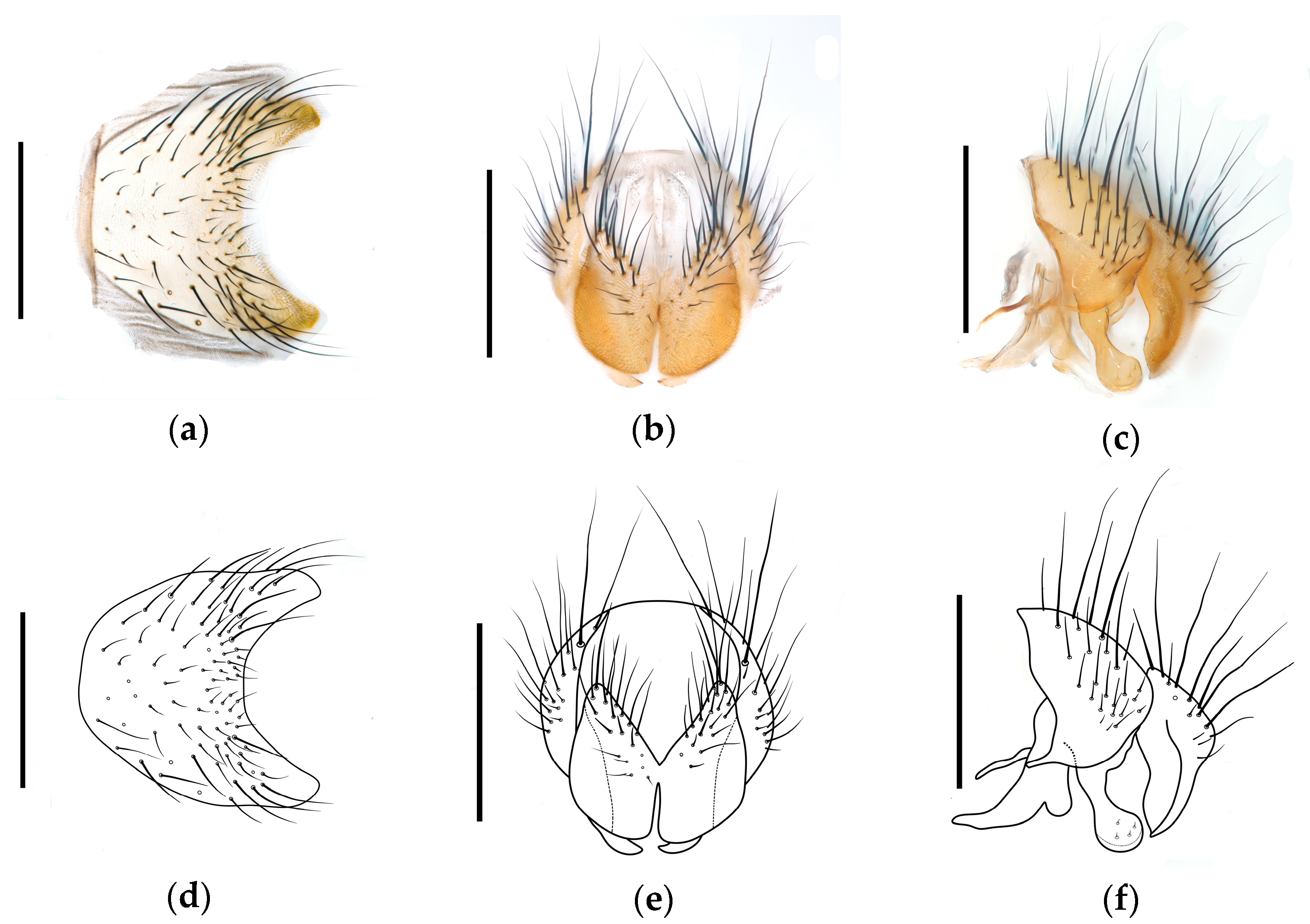 Diversity 17 00232 g008