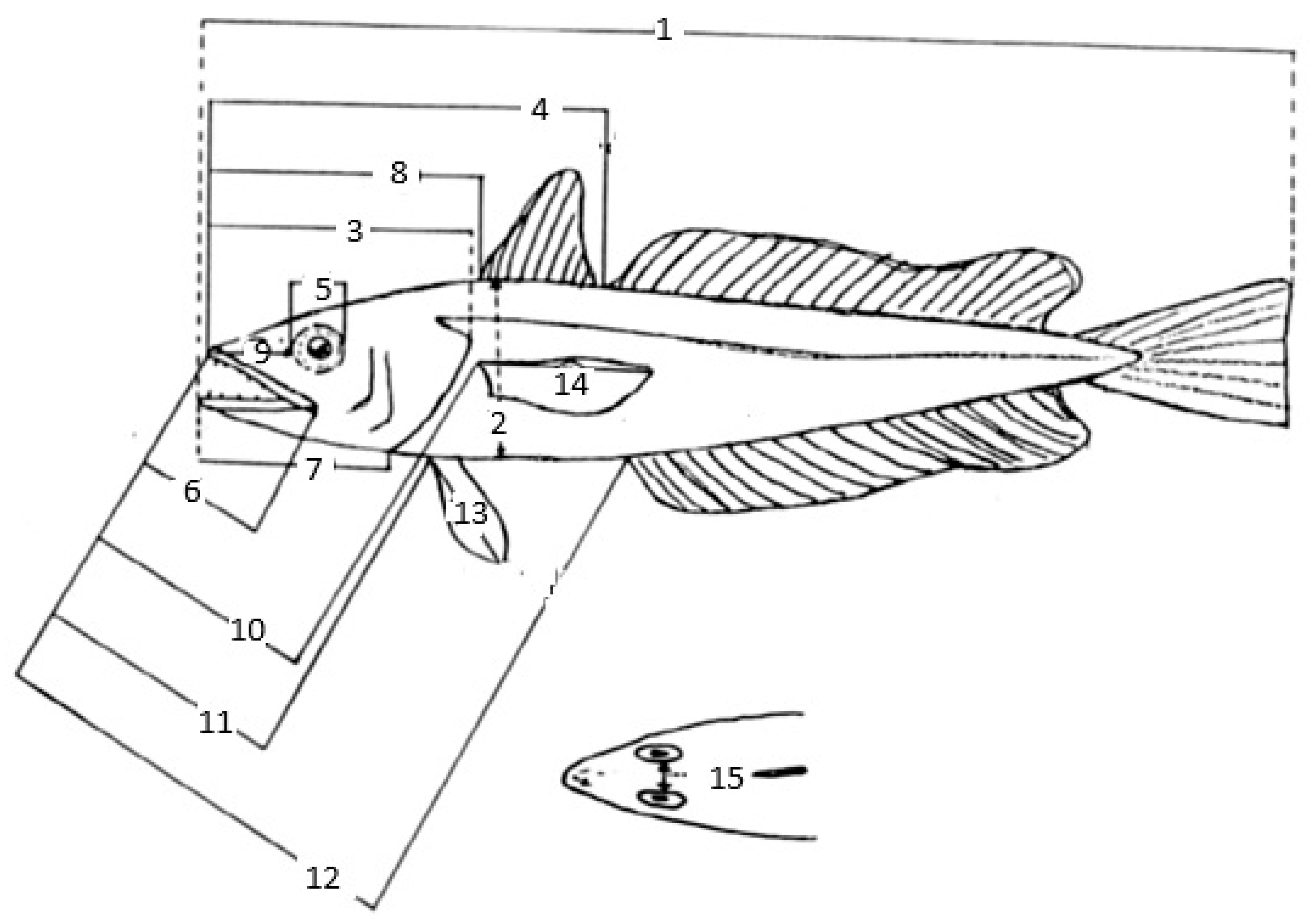 Diversity 17 00238 g002 Diversity 17 00238 g002