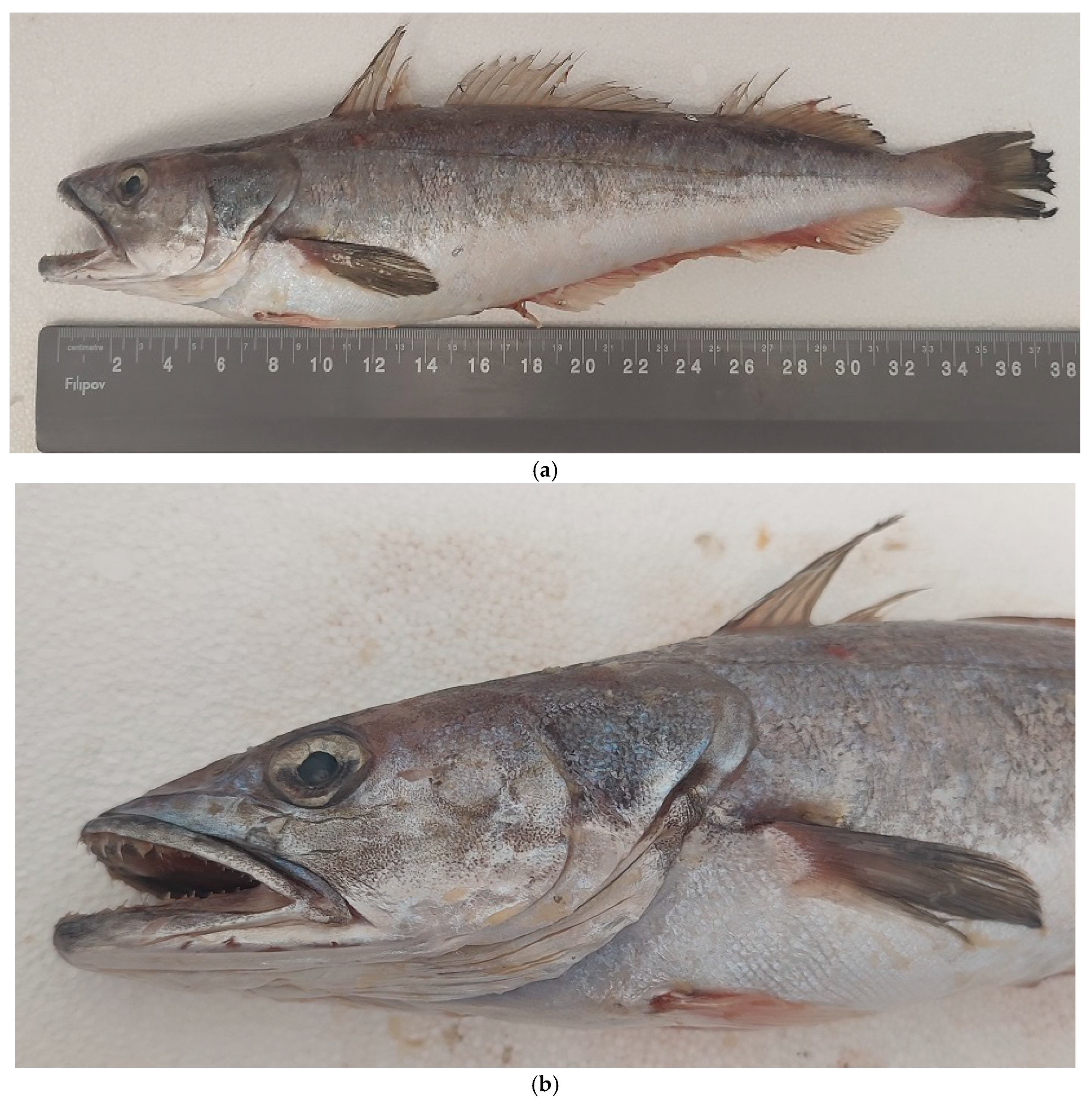 Diversity 17 00238 g003 Diversity 17 00238 g003