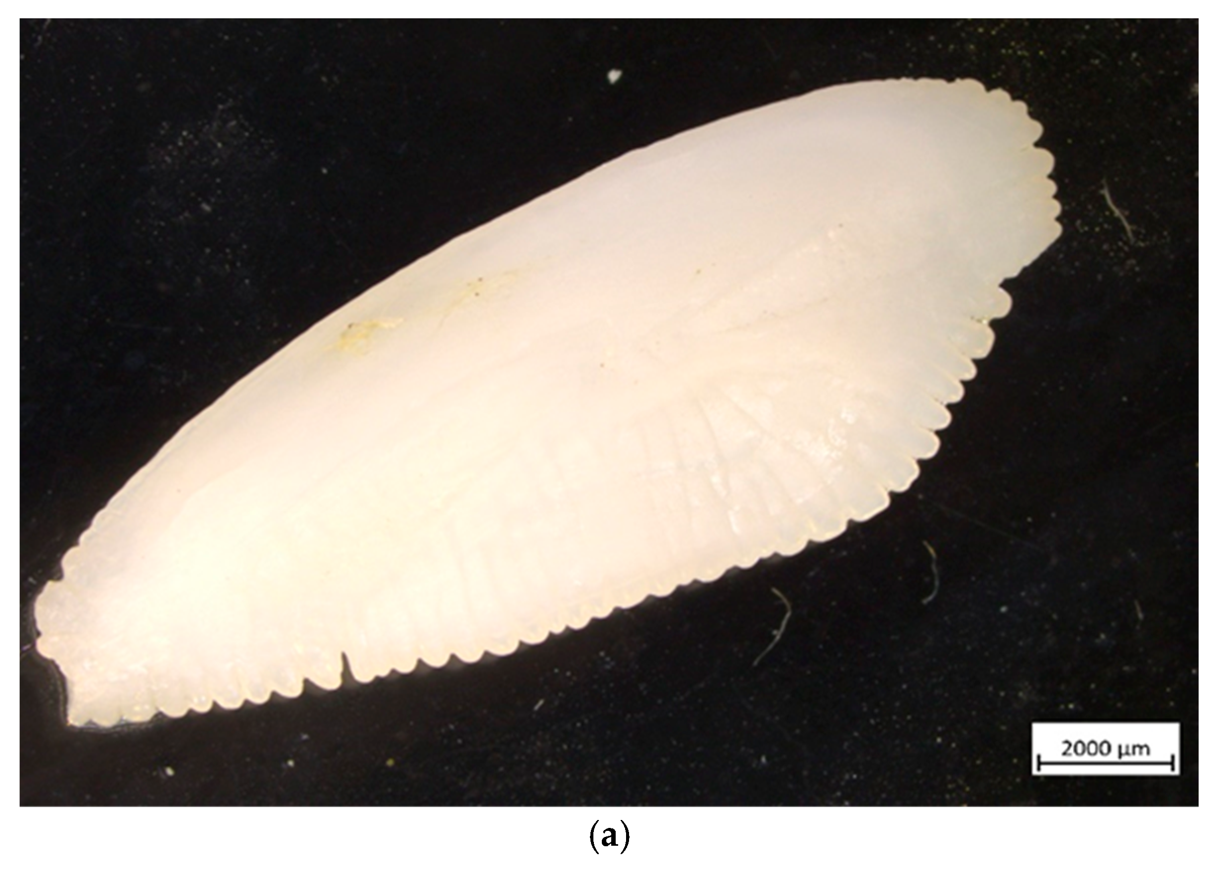 Diversity 17 00238 g004a Diversity 17 00238 g004a