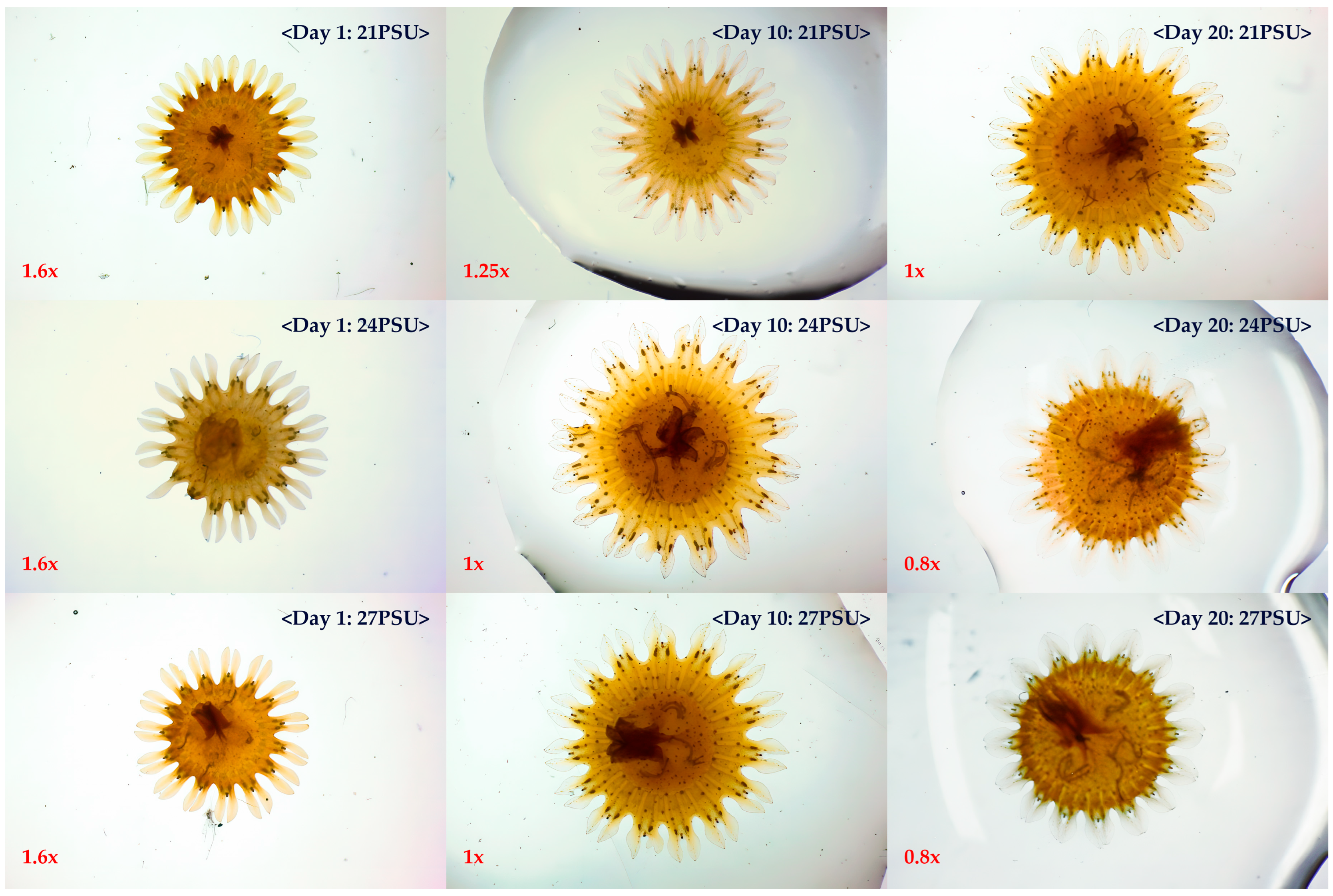Diversity 17 00239 g003 Diversity 17 00239 g003
