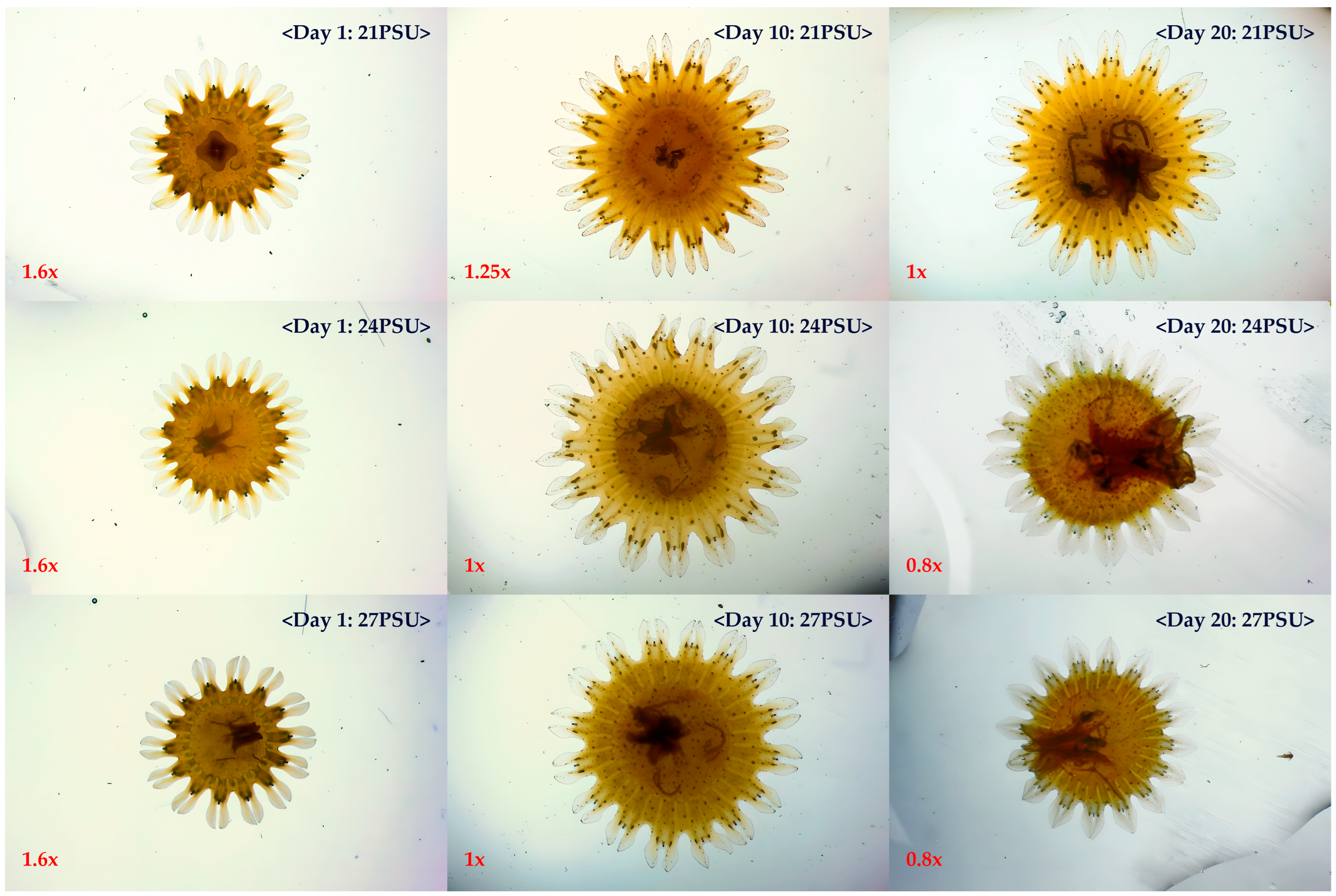 Diversity 17 00239 g004 Diversity 17 00239 g004