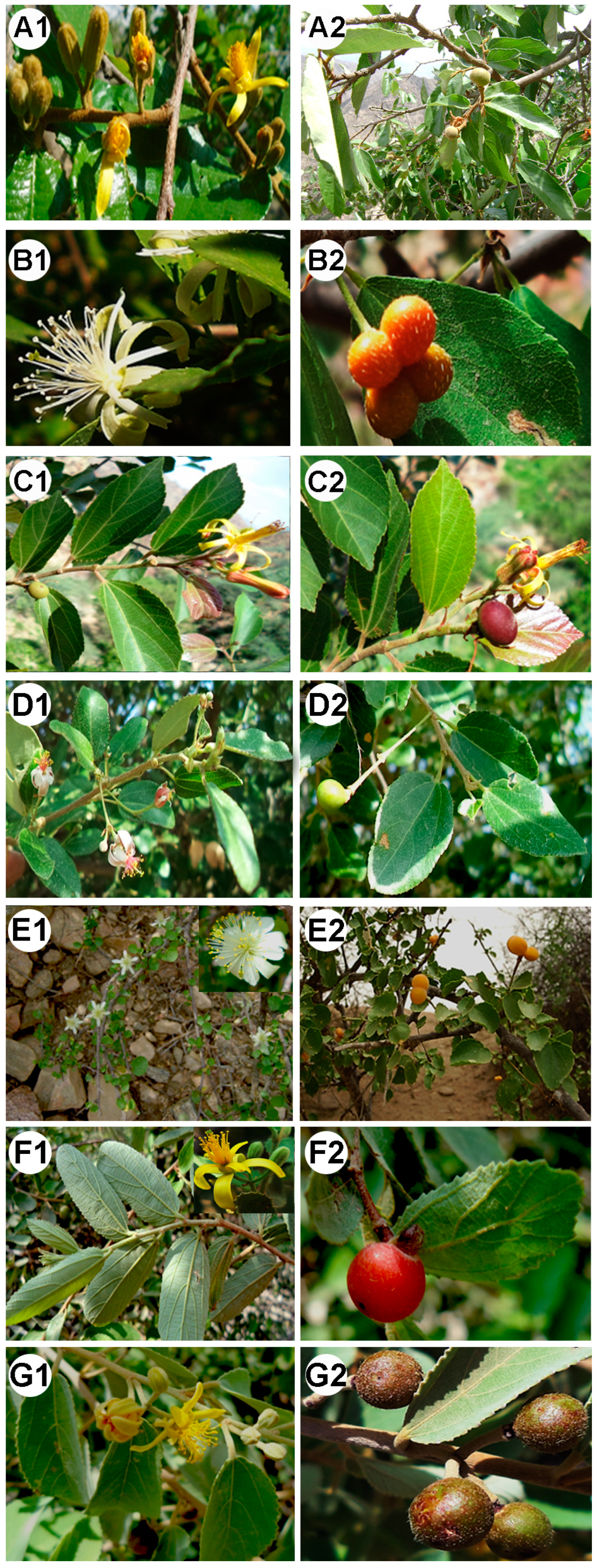 Diversity 17 00242 g005