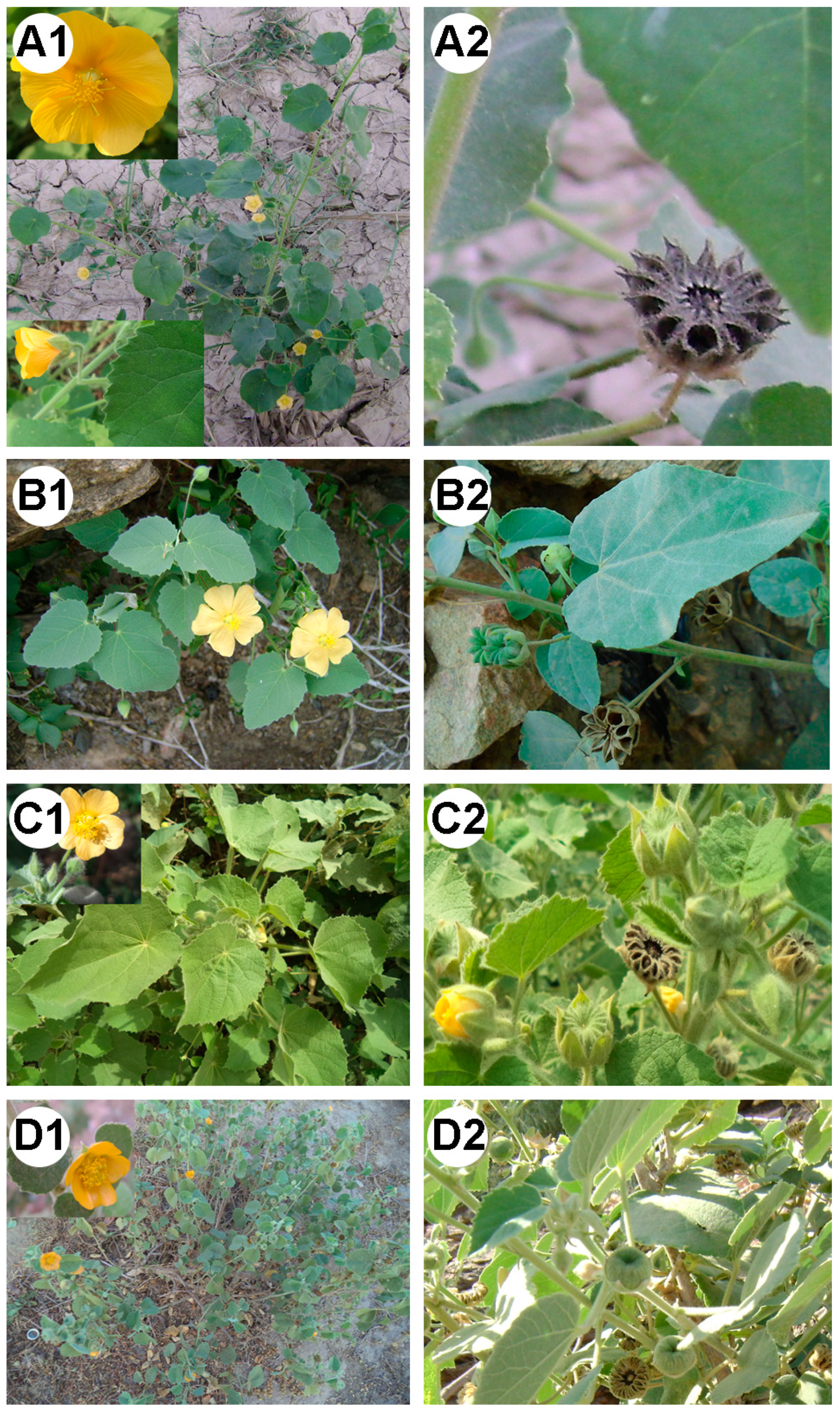 Diversity 17 00242 g006