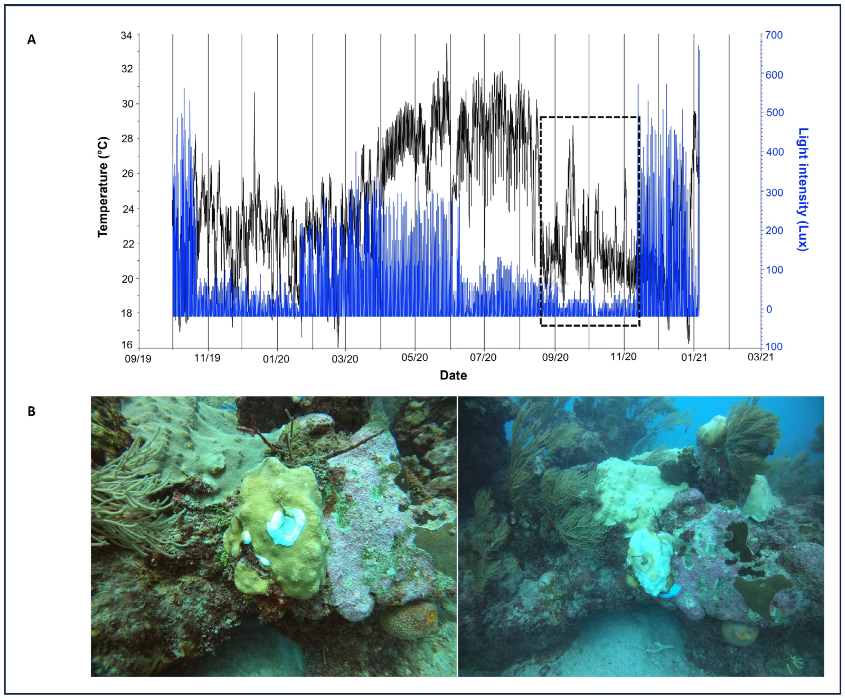 Diversity 17 00268 g007