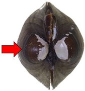 Diversity 17 00298 i008