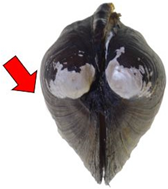 Diversity 17 00298 i009