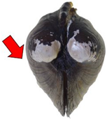 Diversity 17 00298 i022