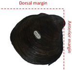 Diversity 17 00298 i028