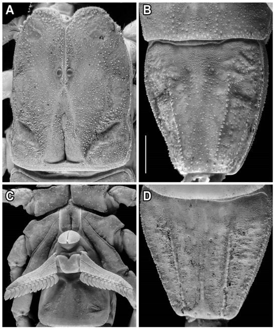 Diversity 17 00321 g006